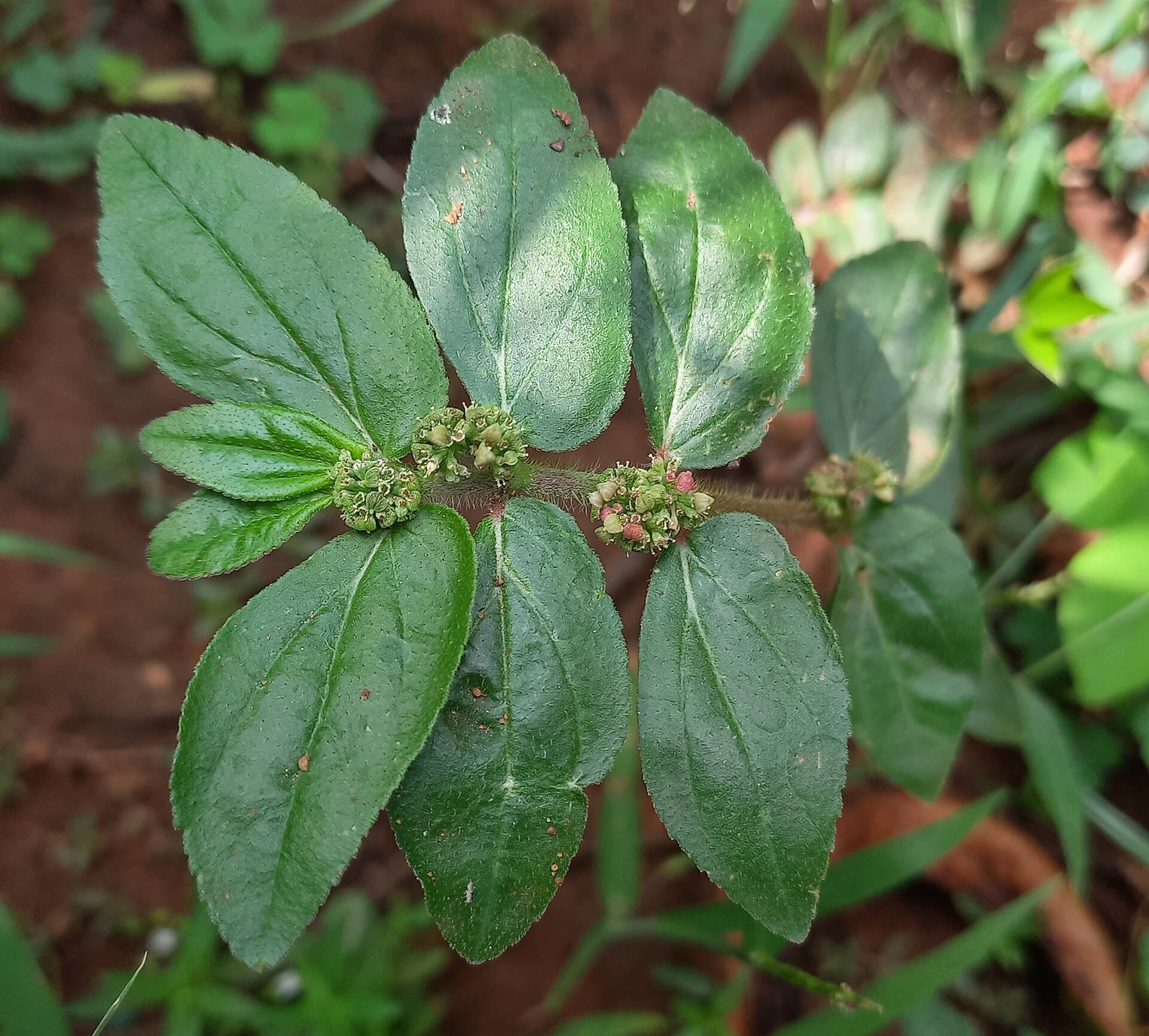 Asthma Weed (Euphorbia hirta) plant