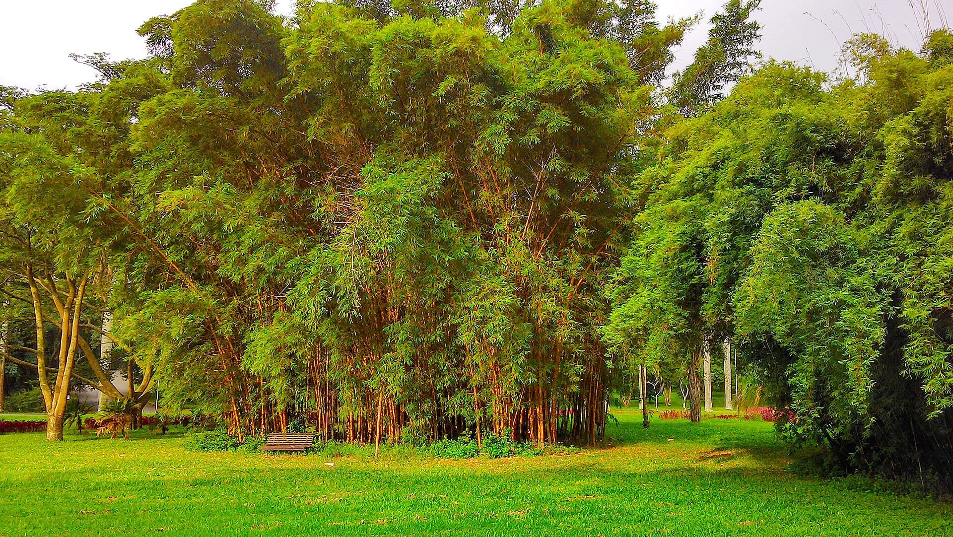 Bamboo Leaf (Bambusa vulgaris) plant