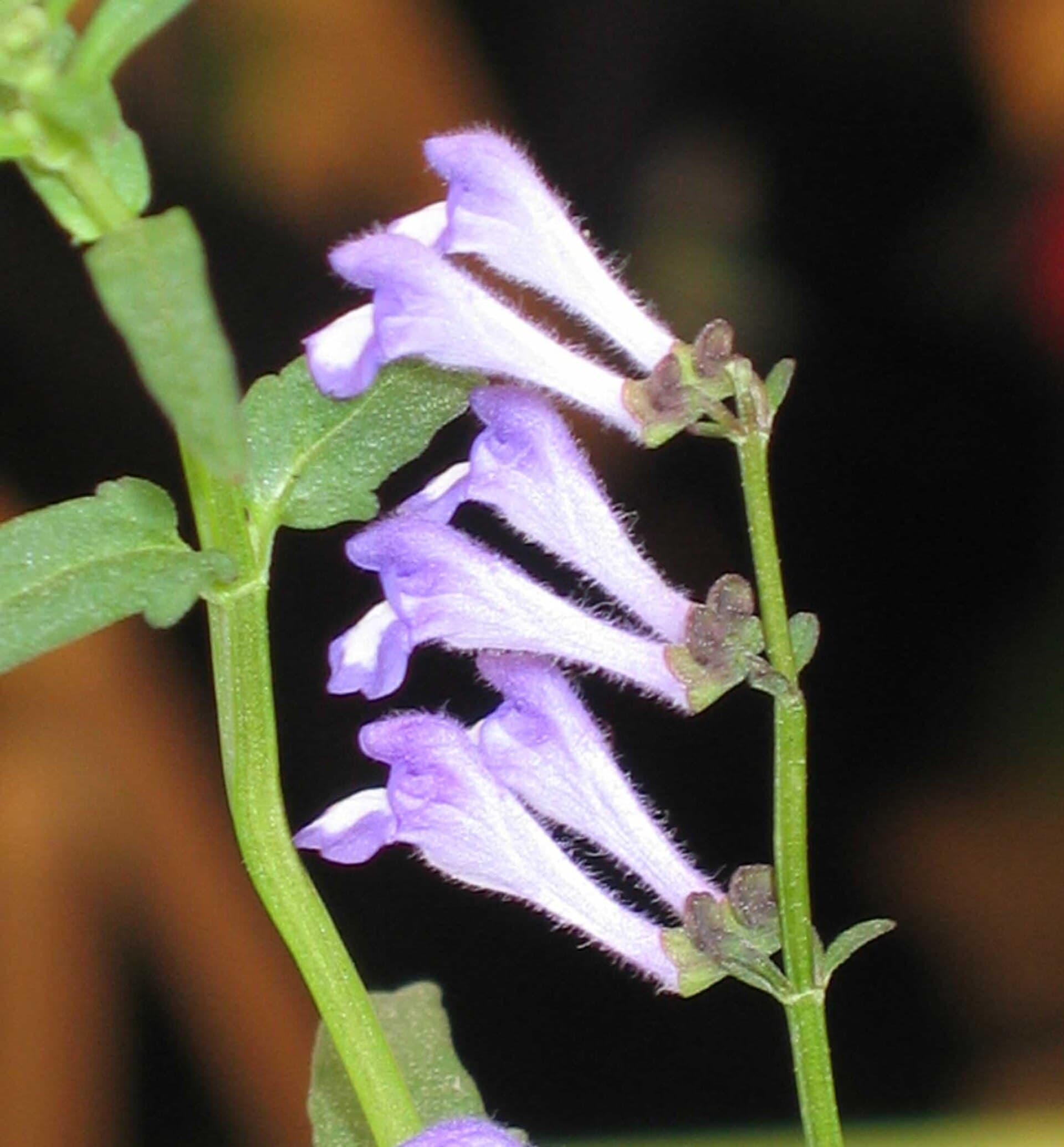 Barbed Skullcap (Scutellaria barbata) plant