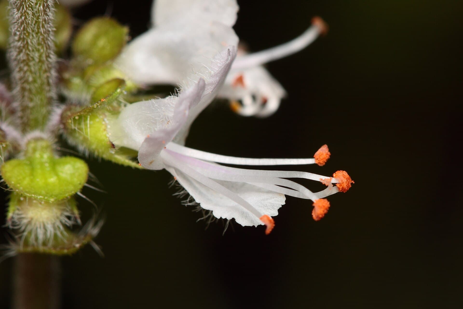 Basil Seed (Ocimum basilicum) plant