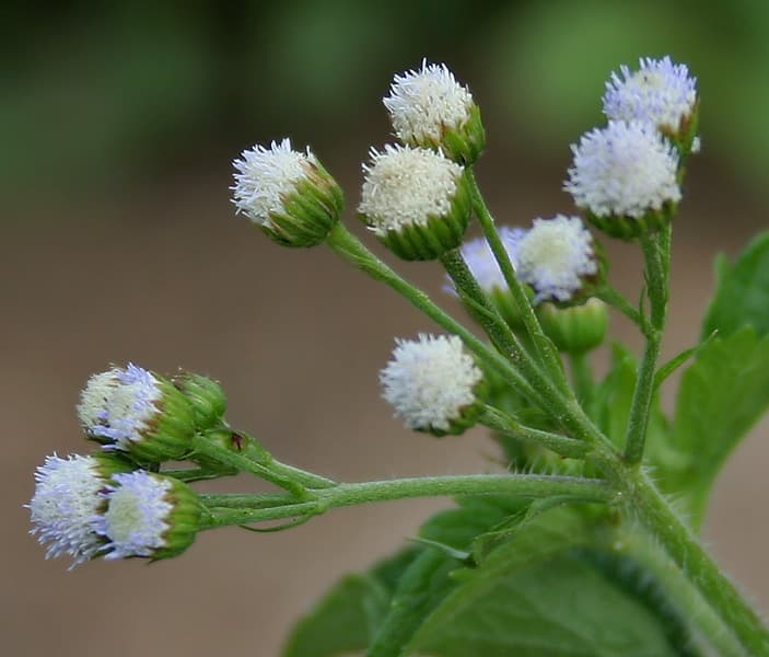 Billygoat Weed (Ageratum conyzoides) plant