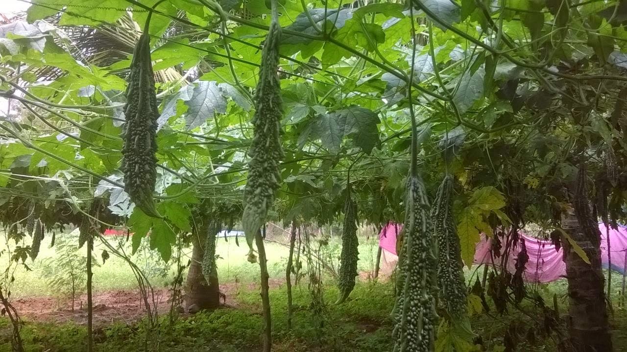 Bitter Melon Powder (Momordica charantia) plant