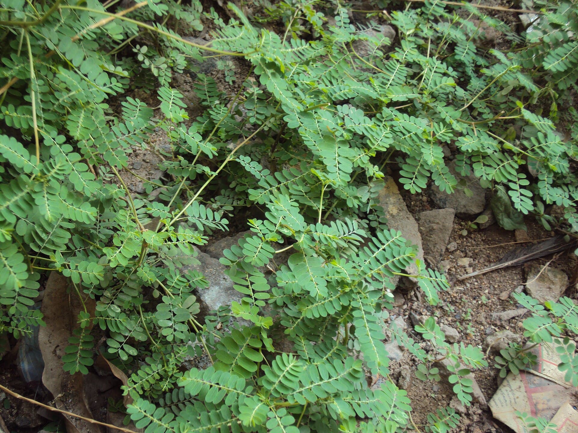 Bitter Phyllanthus (Phyllanthus amarus) plant