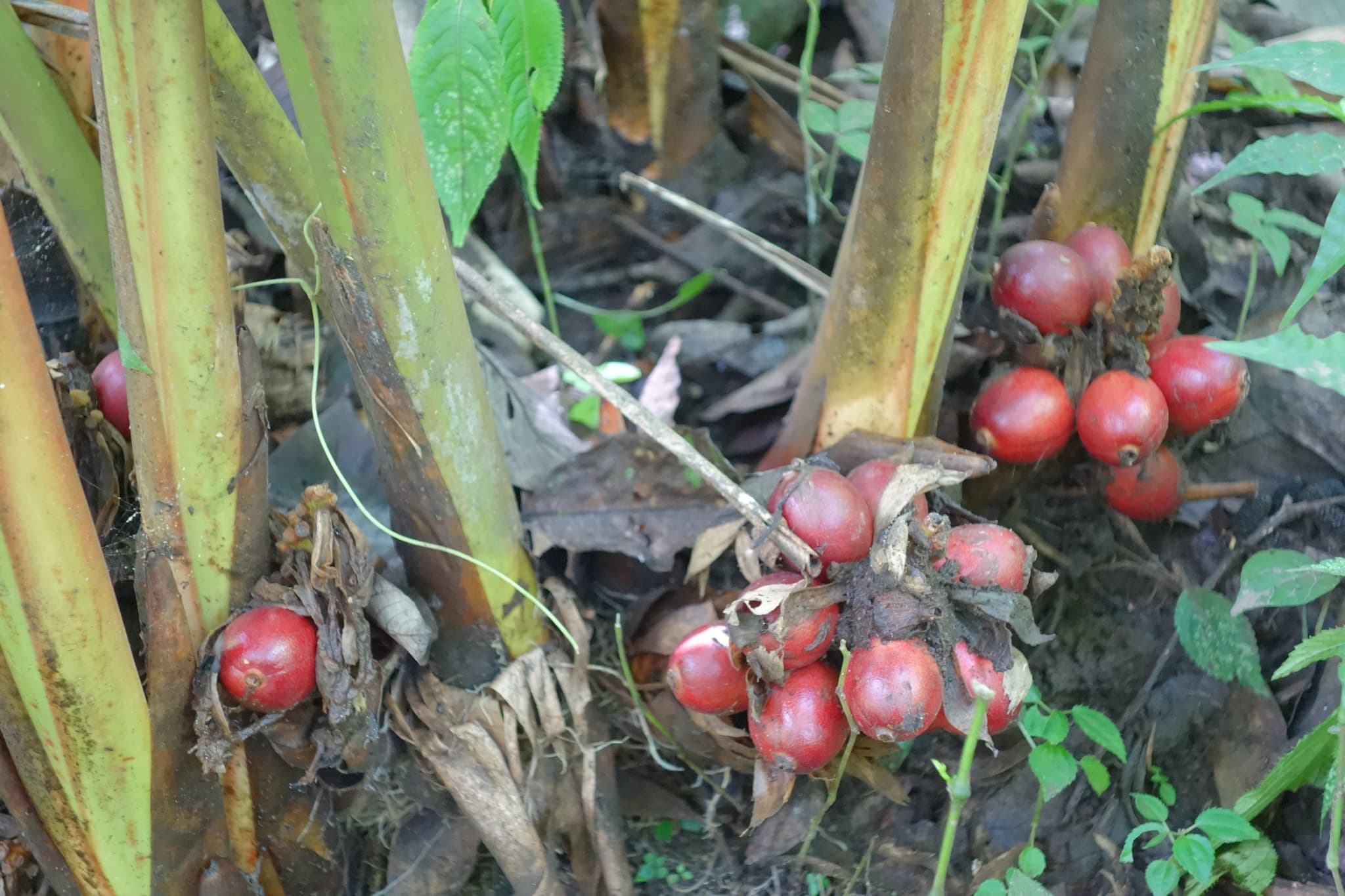 Black Cardamom (Lanxangia tsaoko) plant