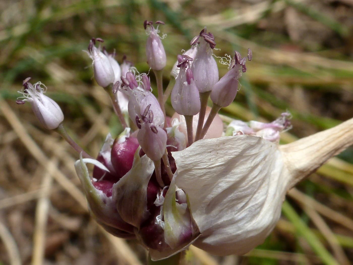 Black Garlic (Allium sativum) plant