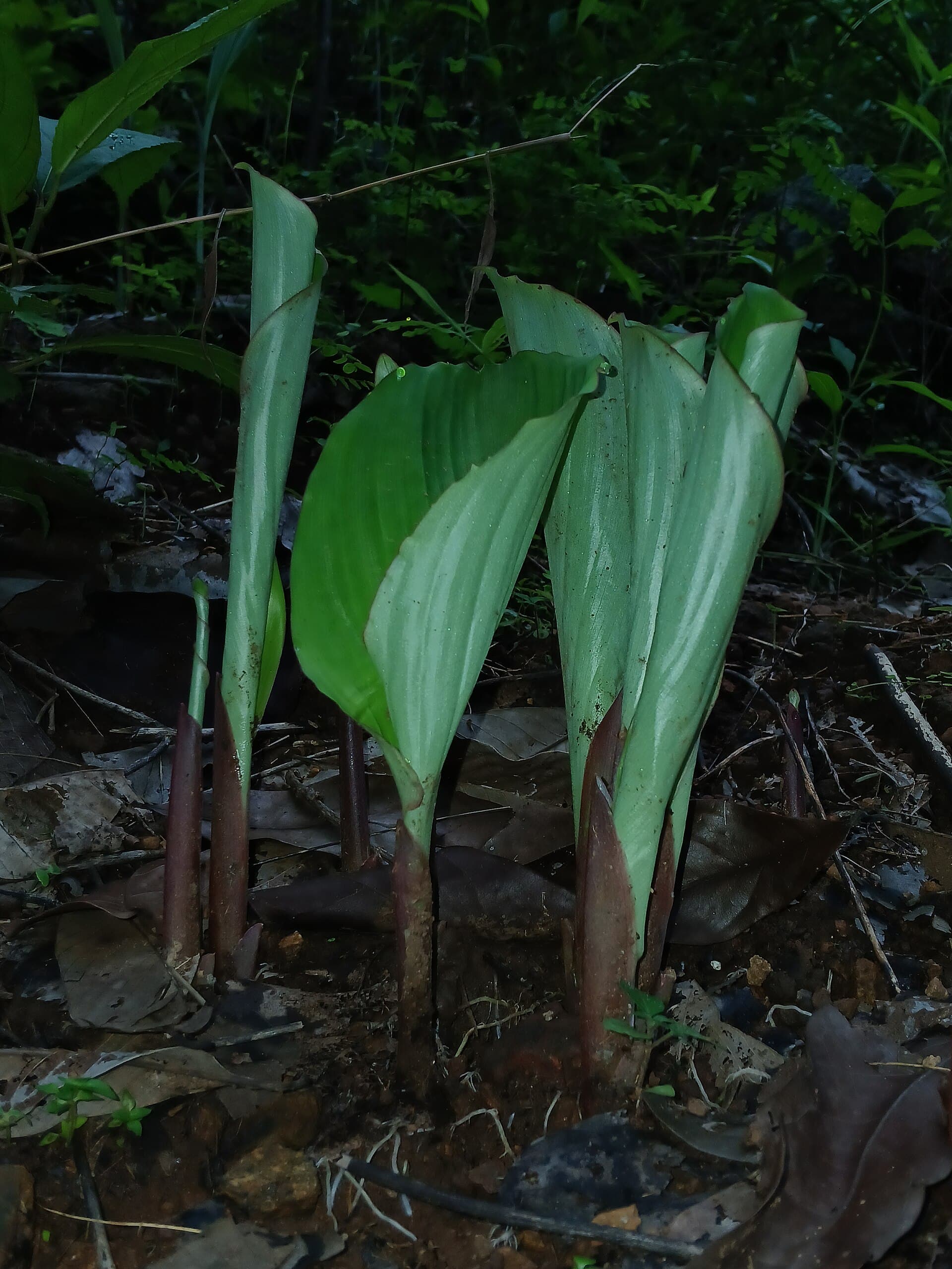 Black Ginger (Kaempferia parviflora) plant