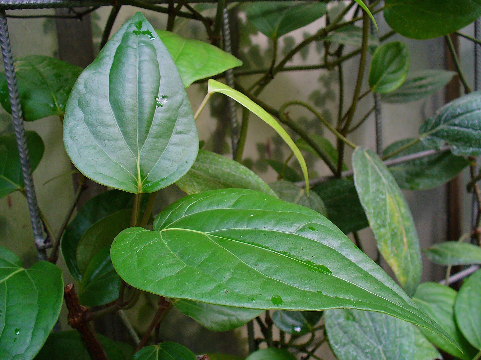 Black Pepper (Piper nigrum) plant