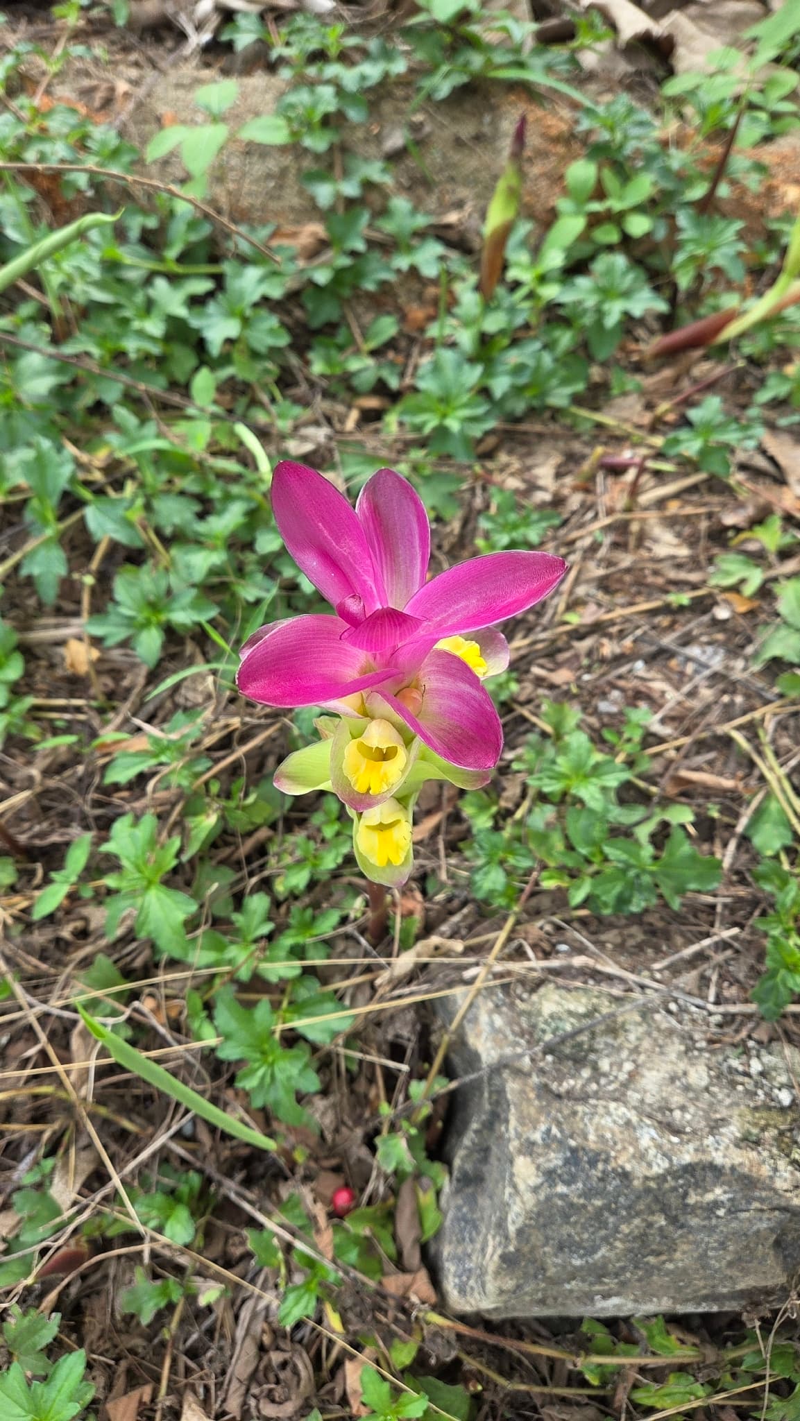 Black Turmeric / Zedoary (Curcuma zedoaria) plant