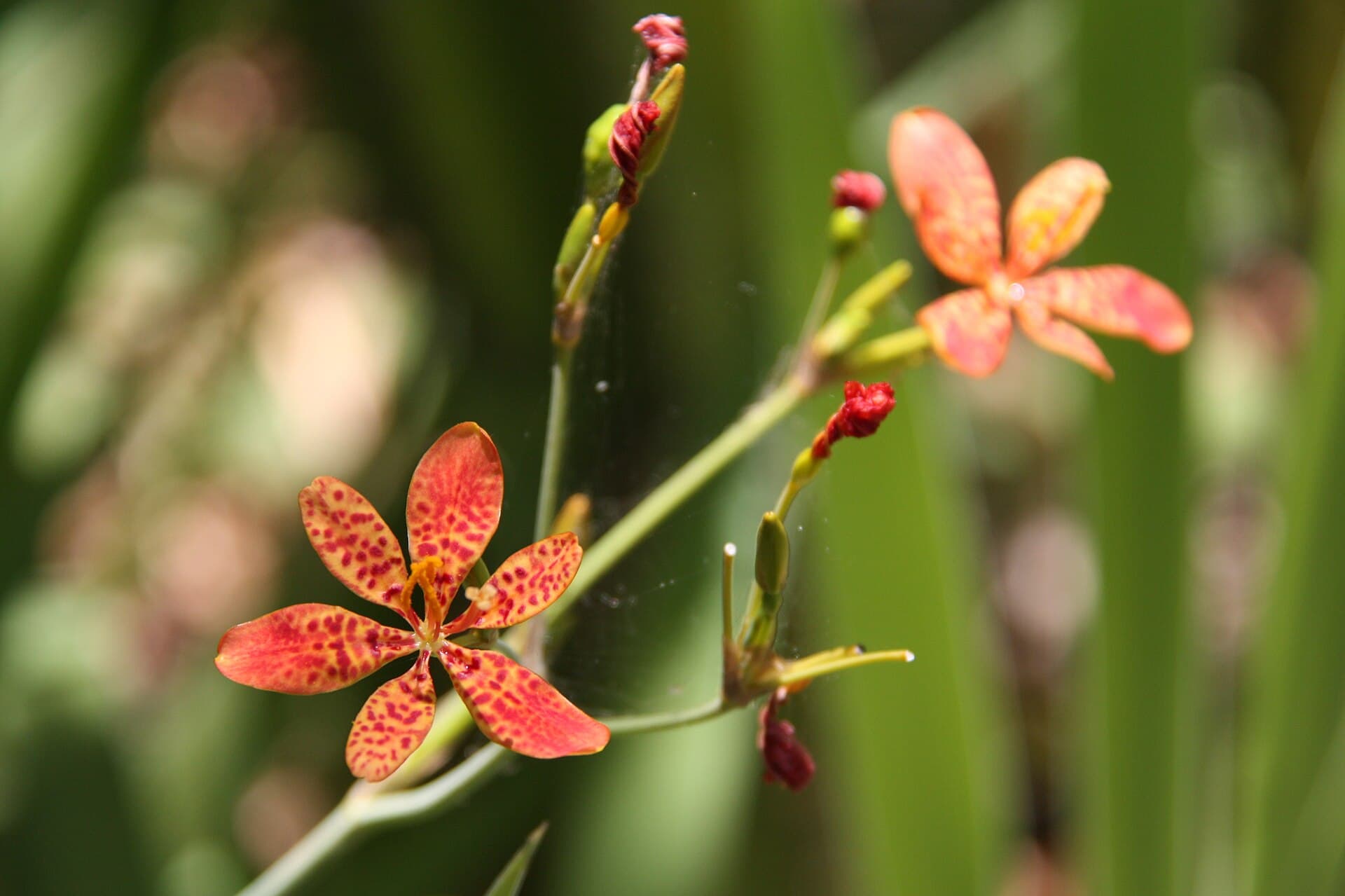 Blackberry Lily (Iris domestica) plant