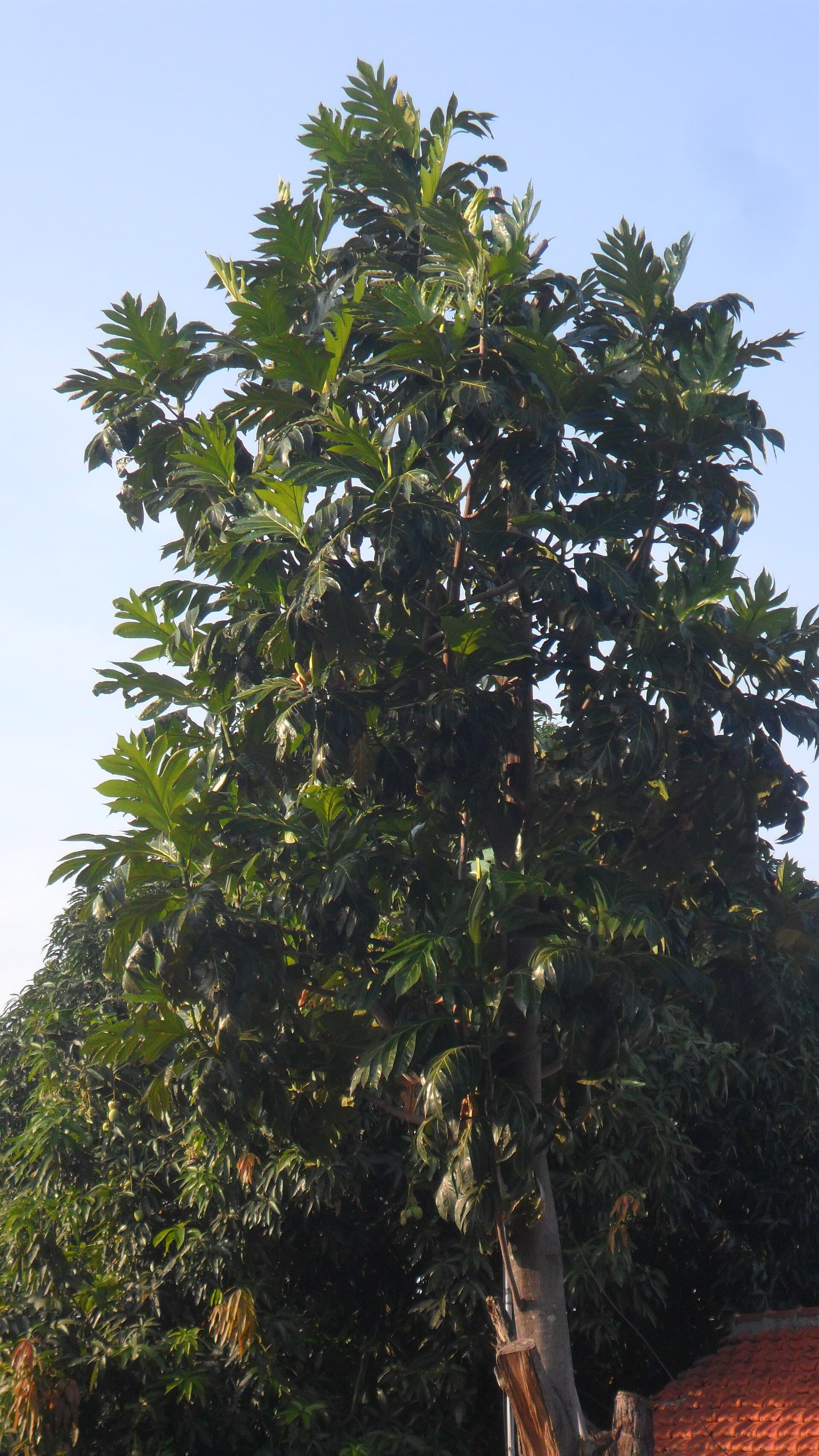 Breadfruit Leaf Powder (Artocarpus altilis) plant