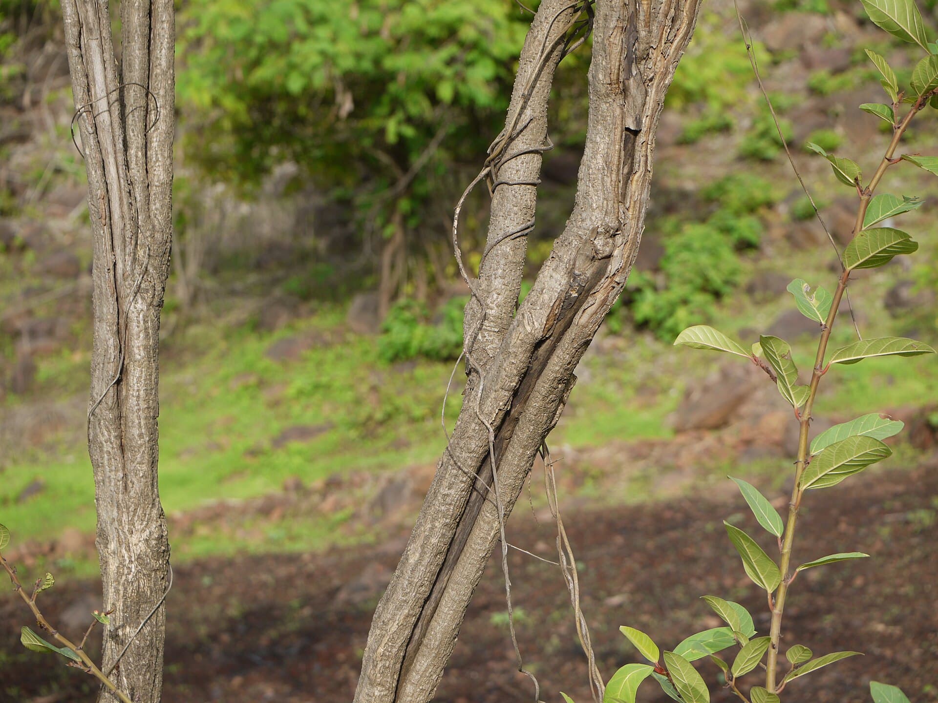 Broken Bones Tree (Oroxylum indicum) plant
