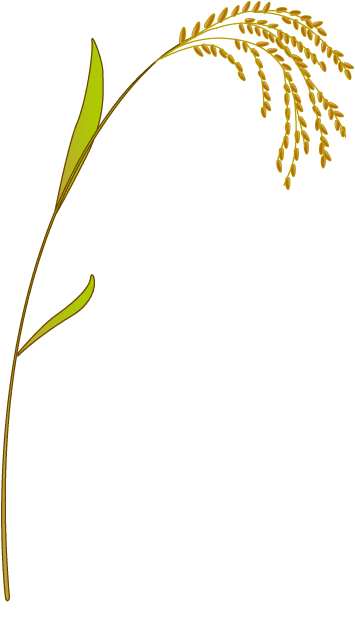 Brown Rice Tea (Oryza sativa) plant