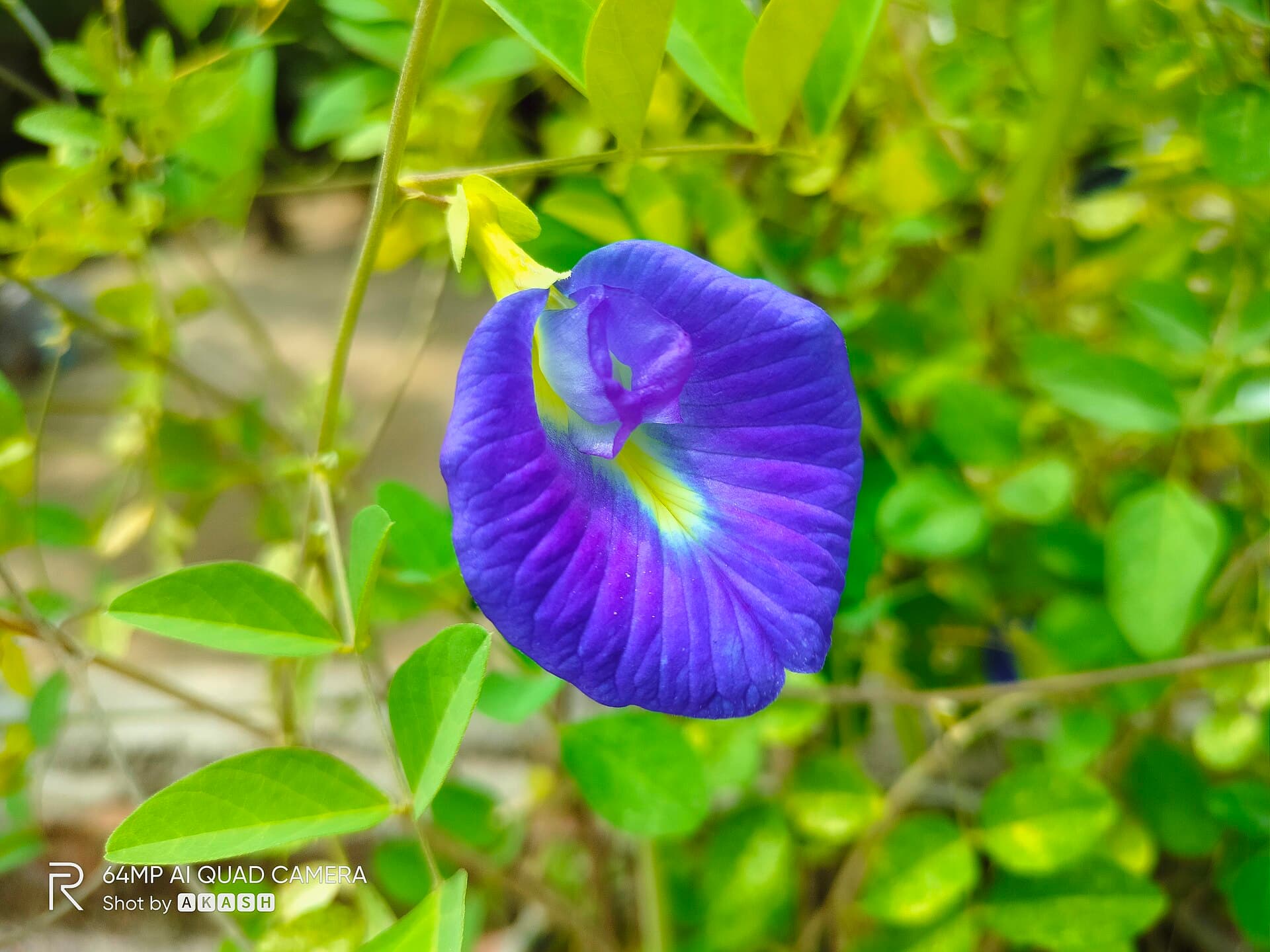 Butterfly Pea Powder (Clitoria ternatea) plant