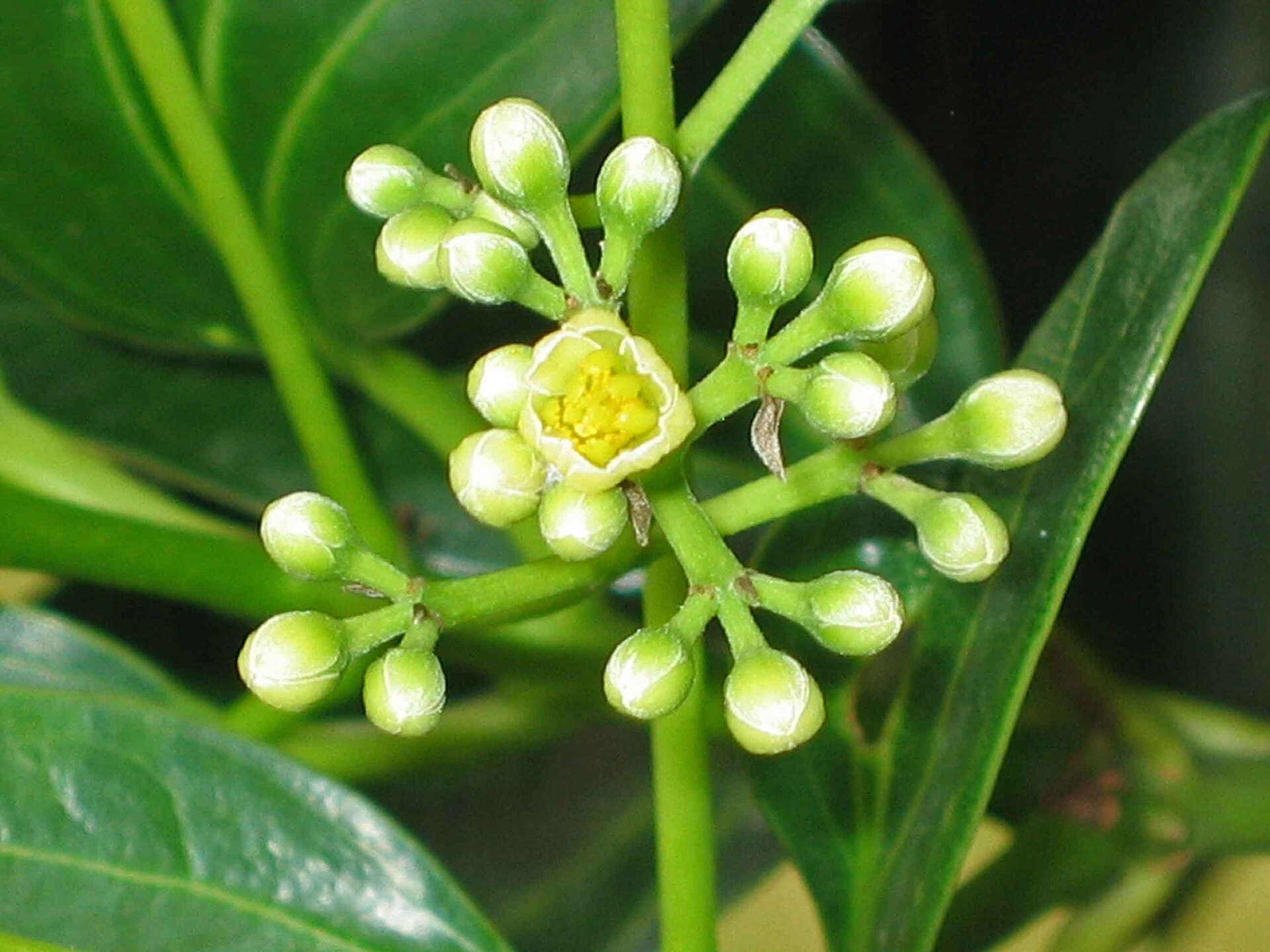 Cassia Cinnamon (Cinnamomum cassia) plant