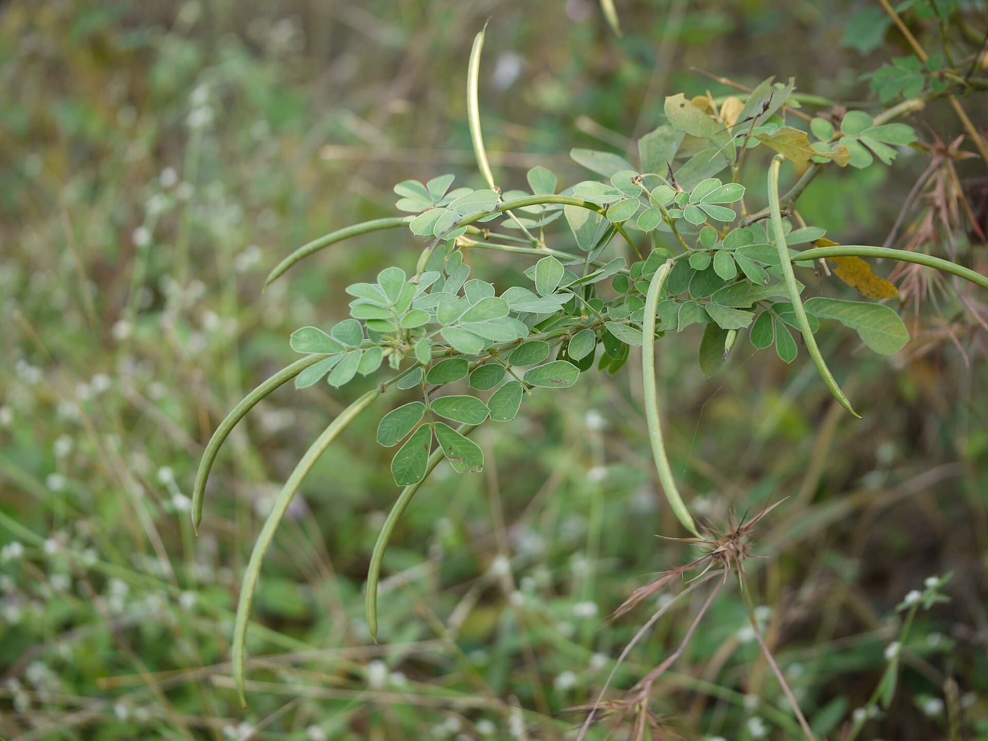 Cassia Seed (Senna obtusifolia) plant