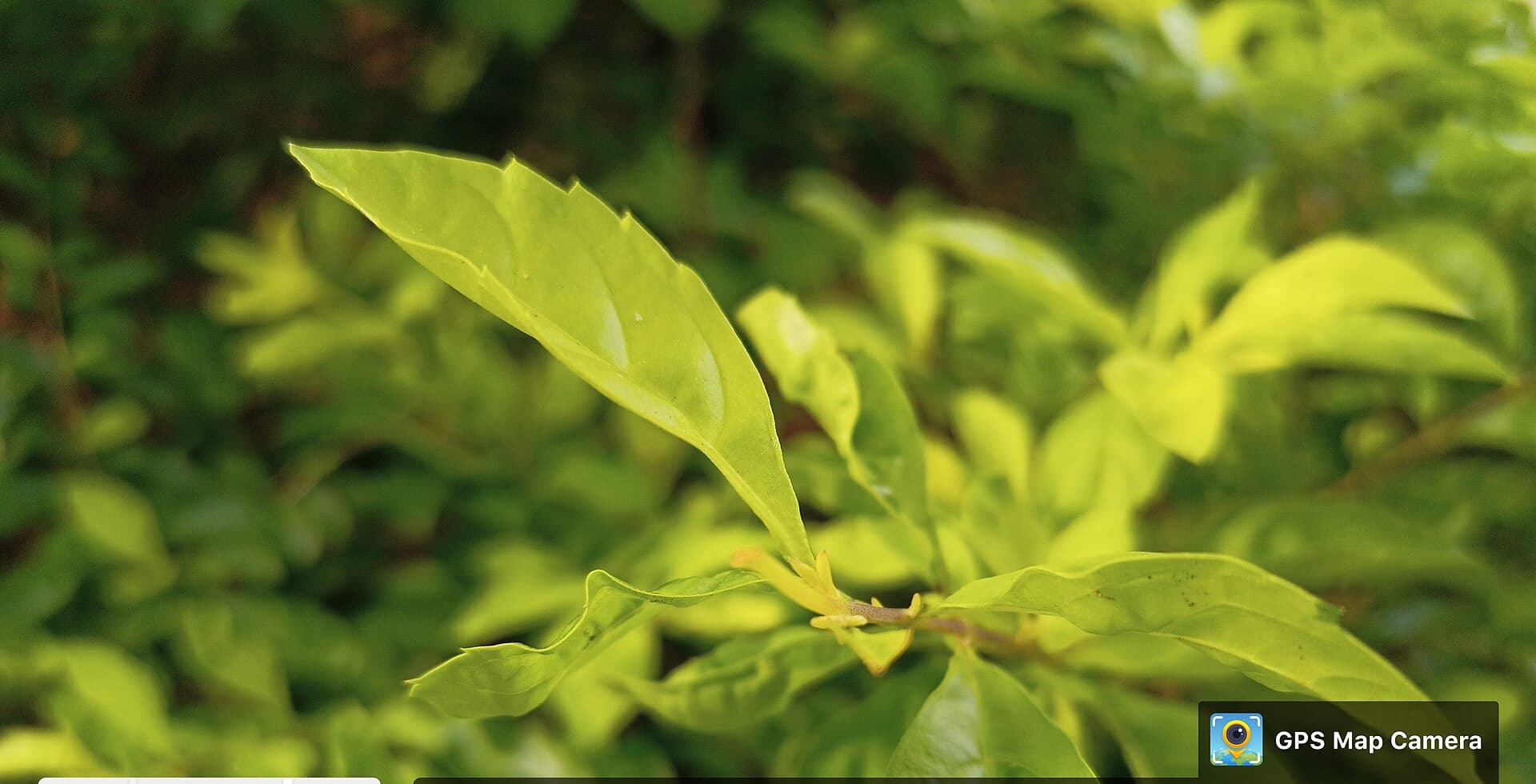 Celastrus hindsii (Celastrus hindsii) plant