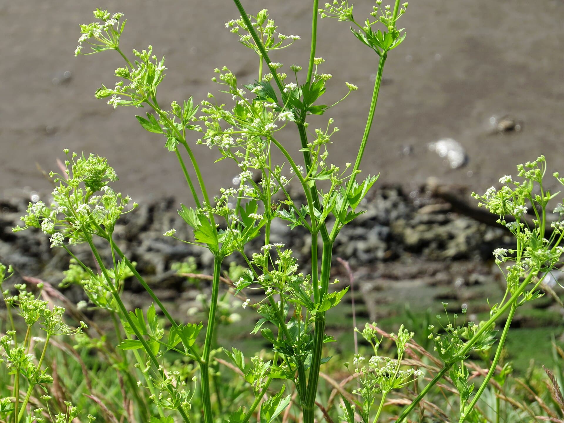 Celery Powder (Apium graveolens) plant