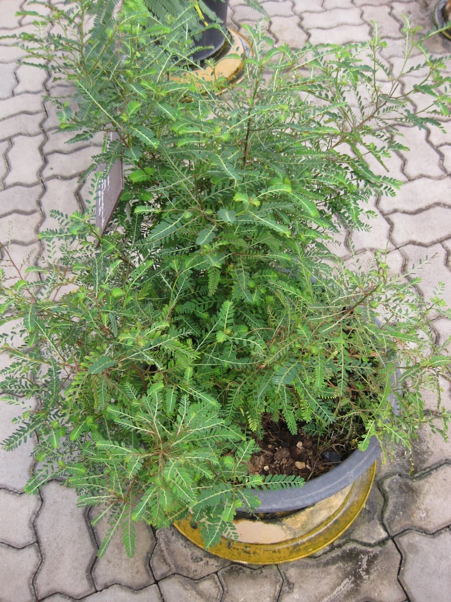 Chanca Piedra (Phyllanthus urinaria) plant