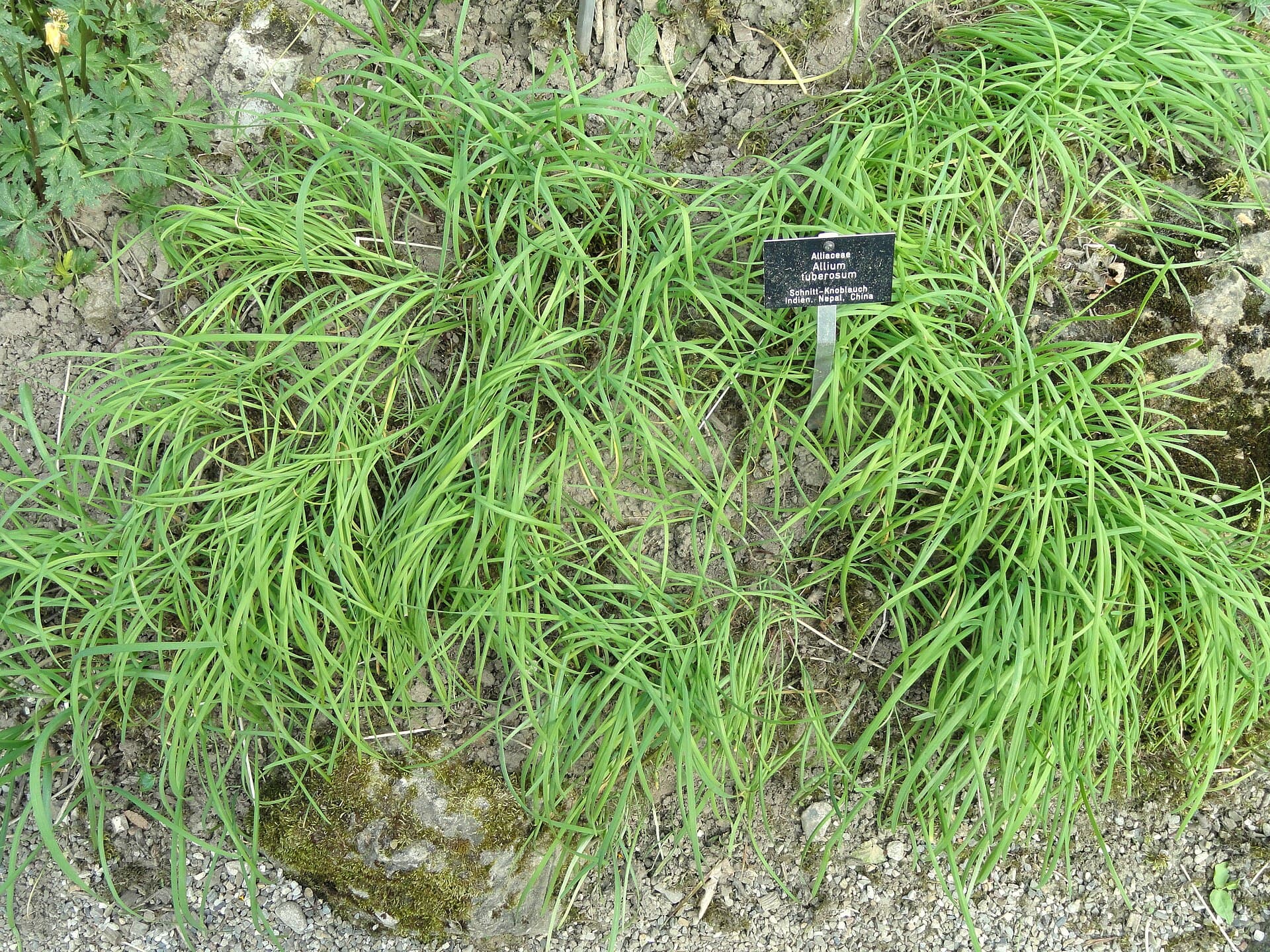 Chinese Chive (Allium tuberosum) plant