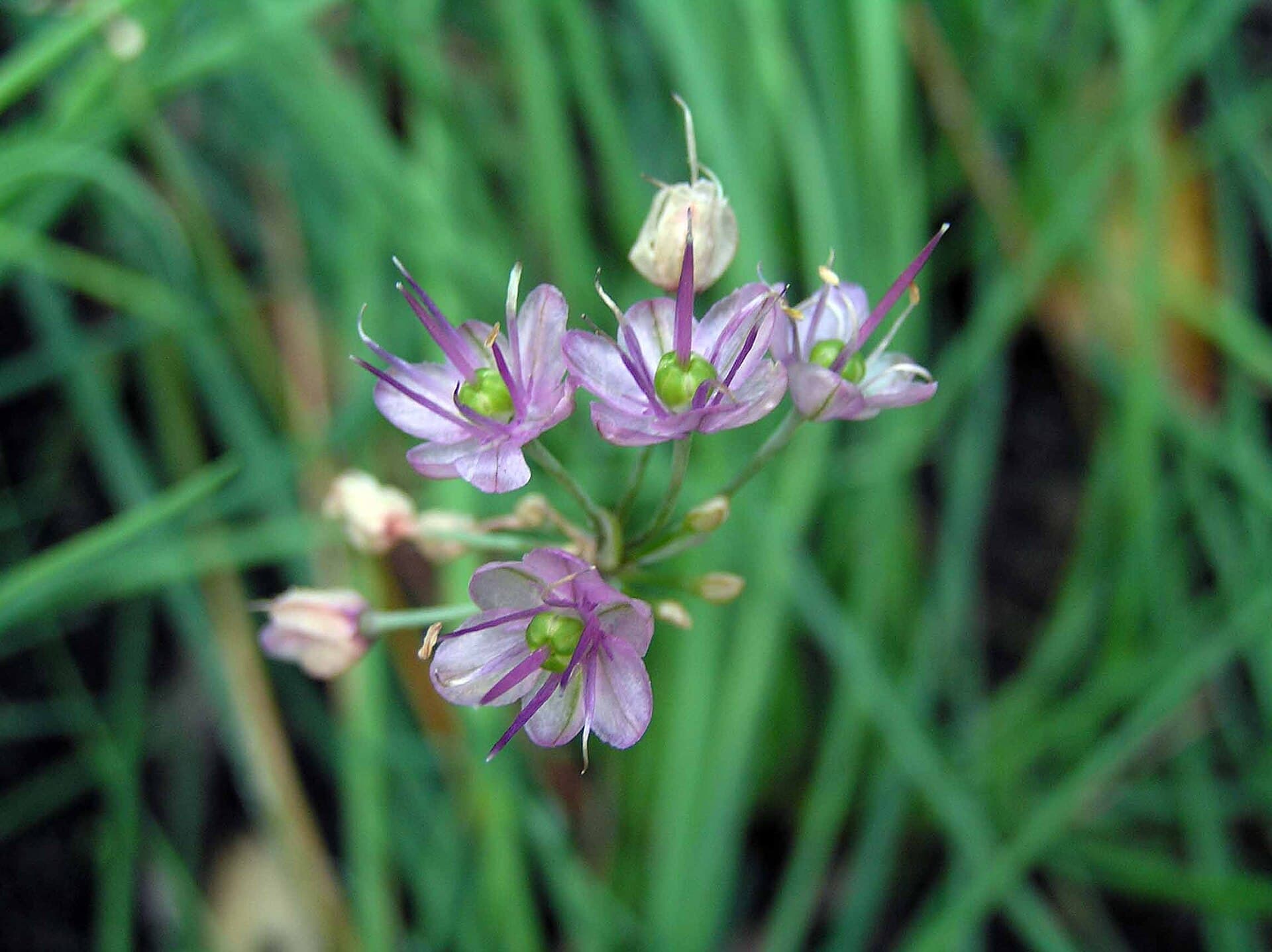 Chinese Onion (Allium chinense) plant