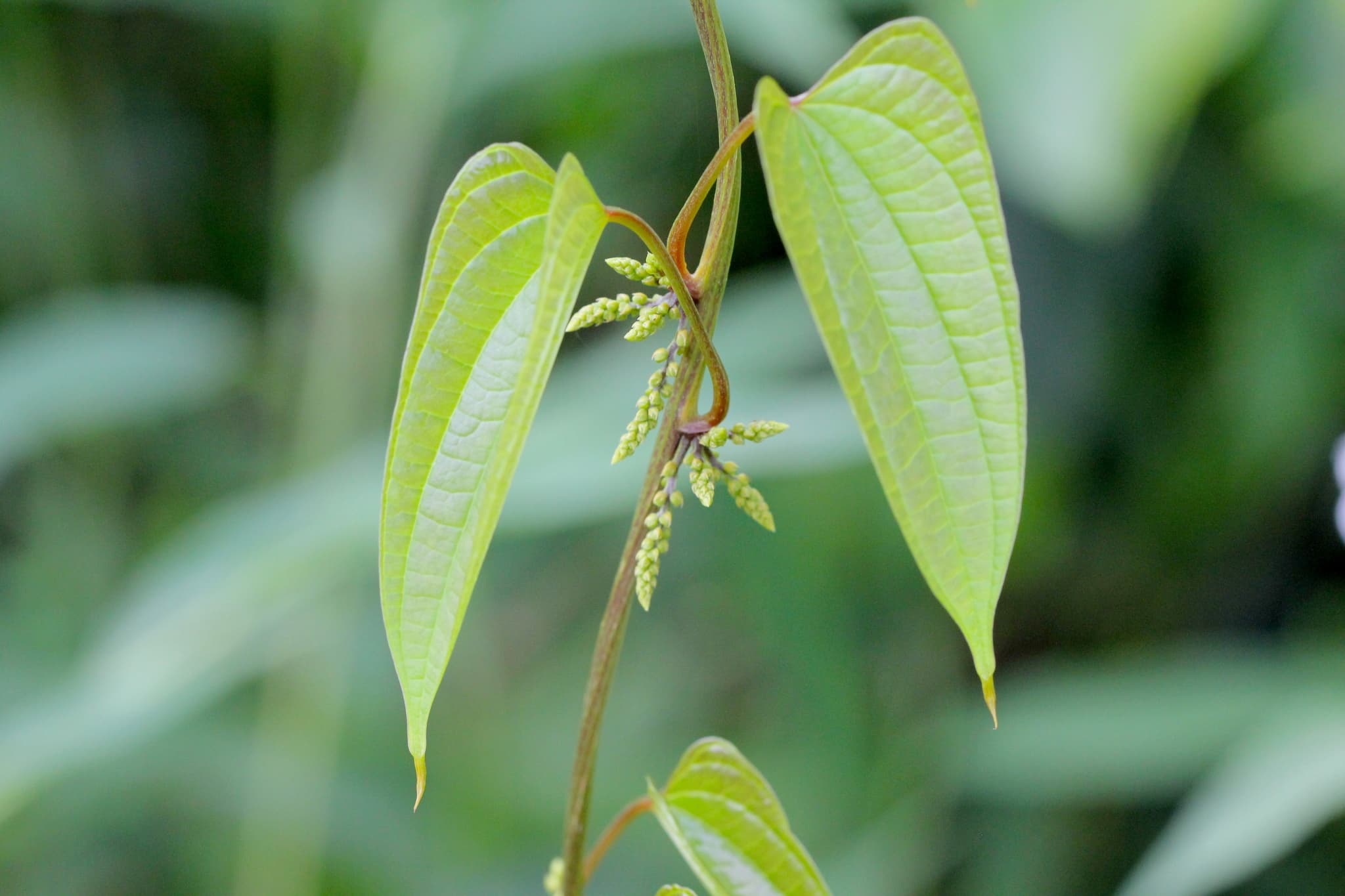 Chinese Yam (Dioscorea persimilis) plant