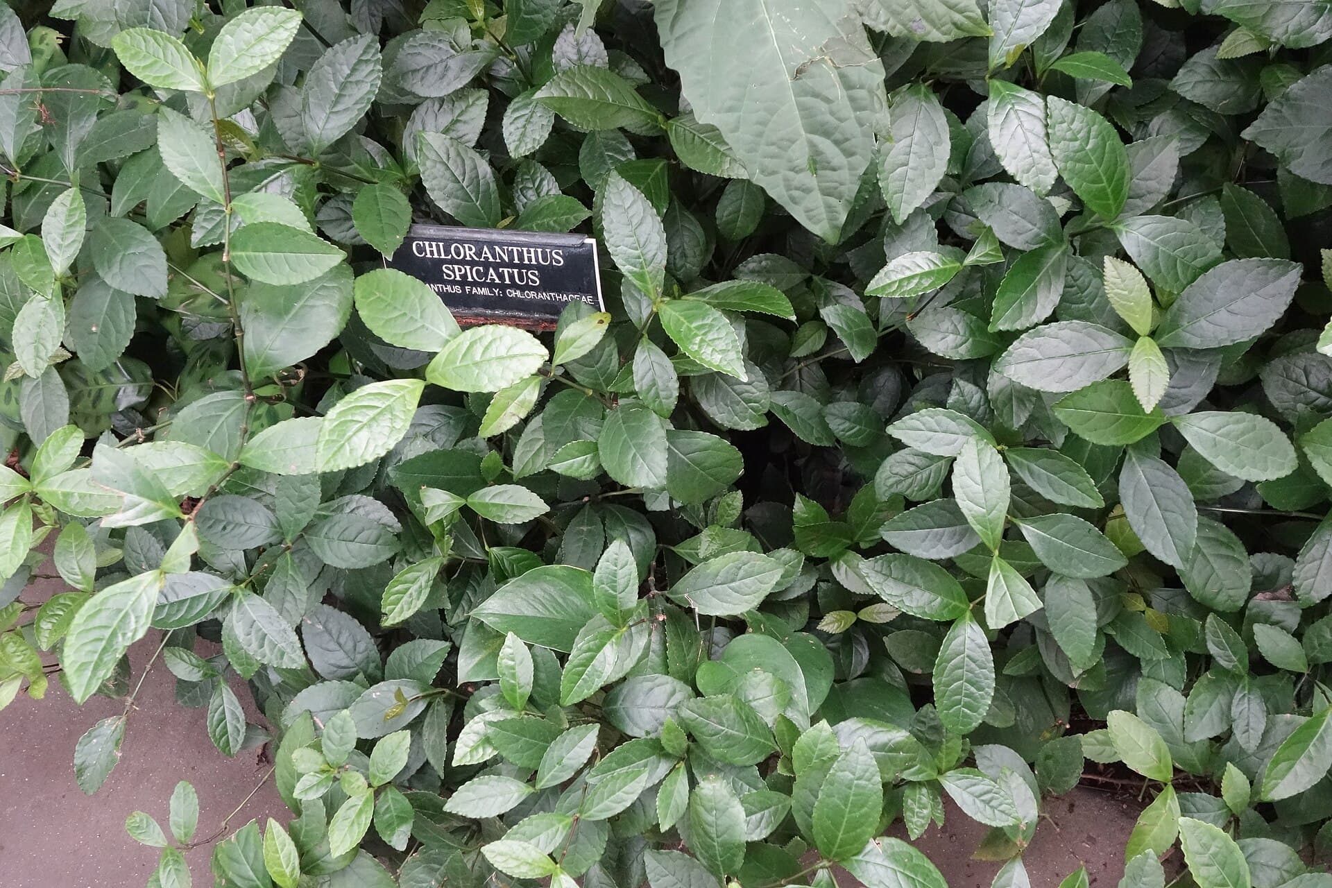 Chloranthus Flower (Chloranthus spicatus) plant
