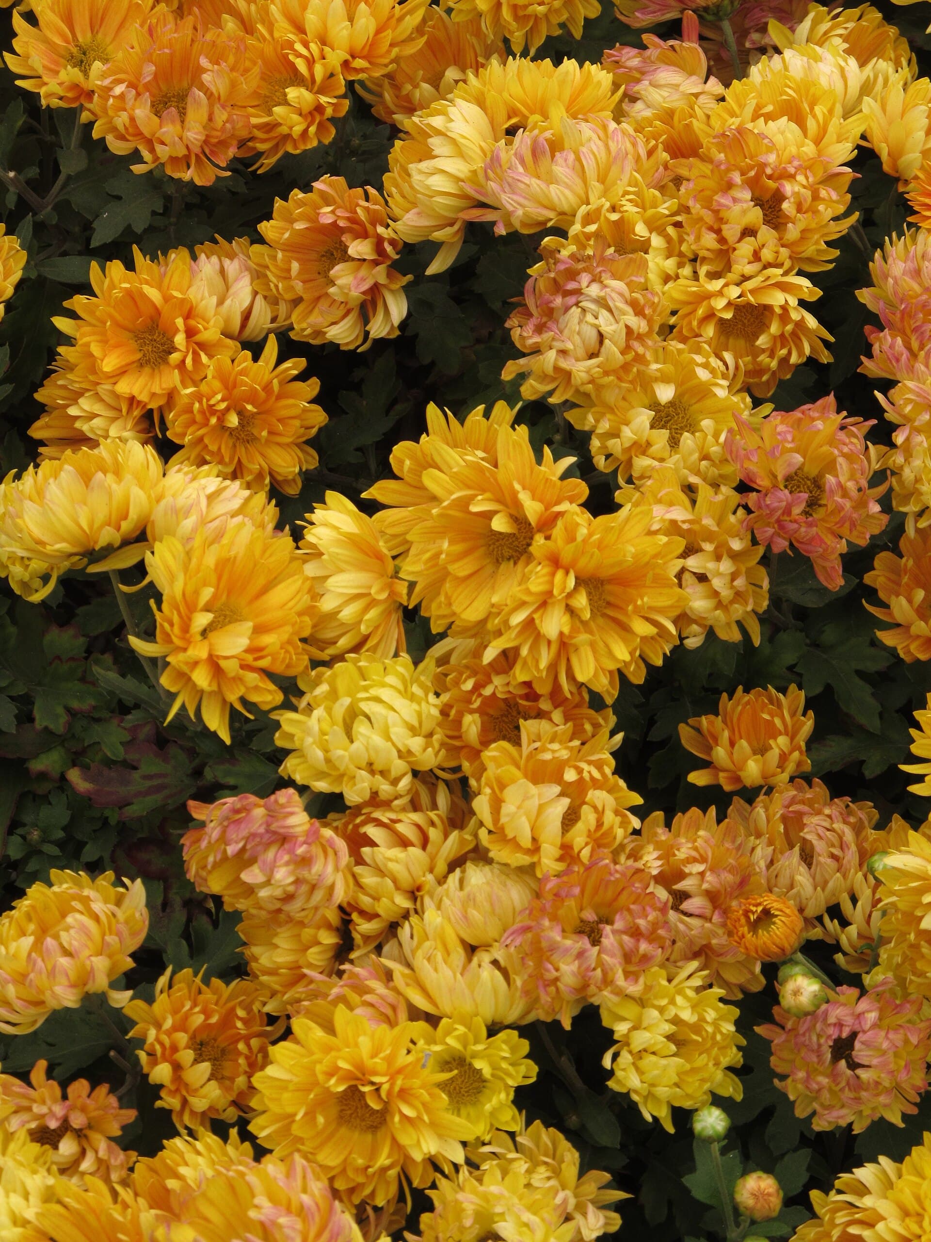 Chrysanthemum (Chrysanthemum indicum) plant