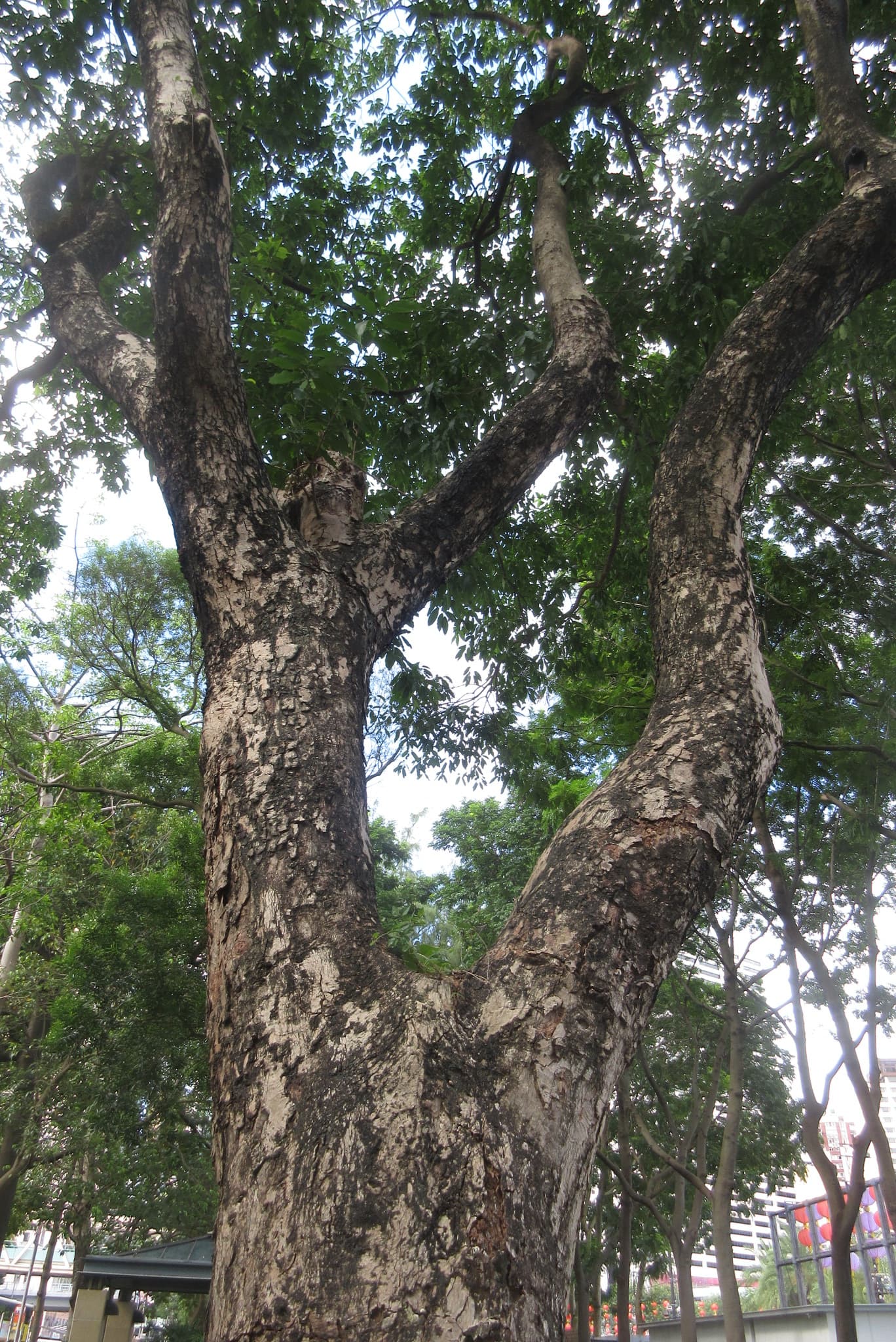 Cleistocalyx Leaf (Cleistocalyx operculatus) plant