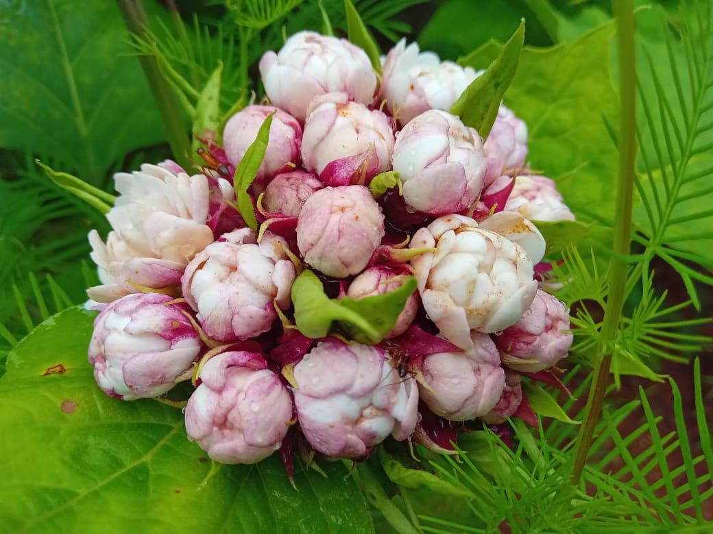 Clerodendrum (Clerodendrum chinense) plant