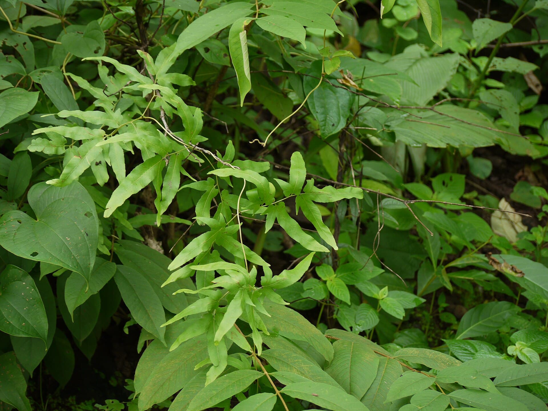 Climbing Fern (Lygodium flexuosum) plant