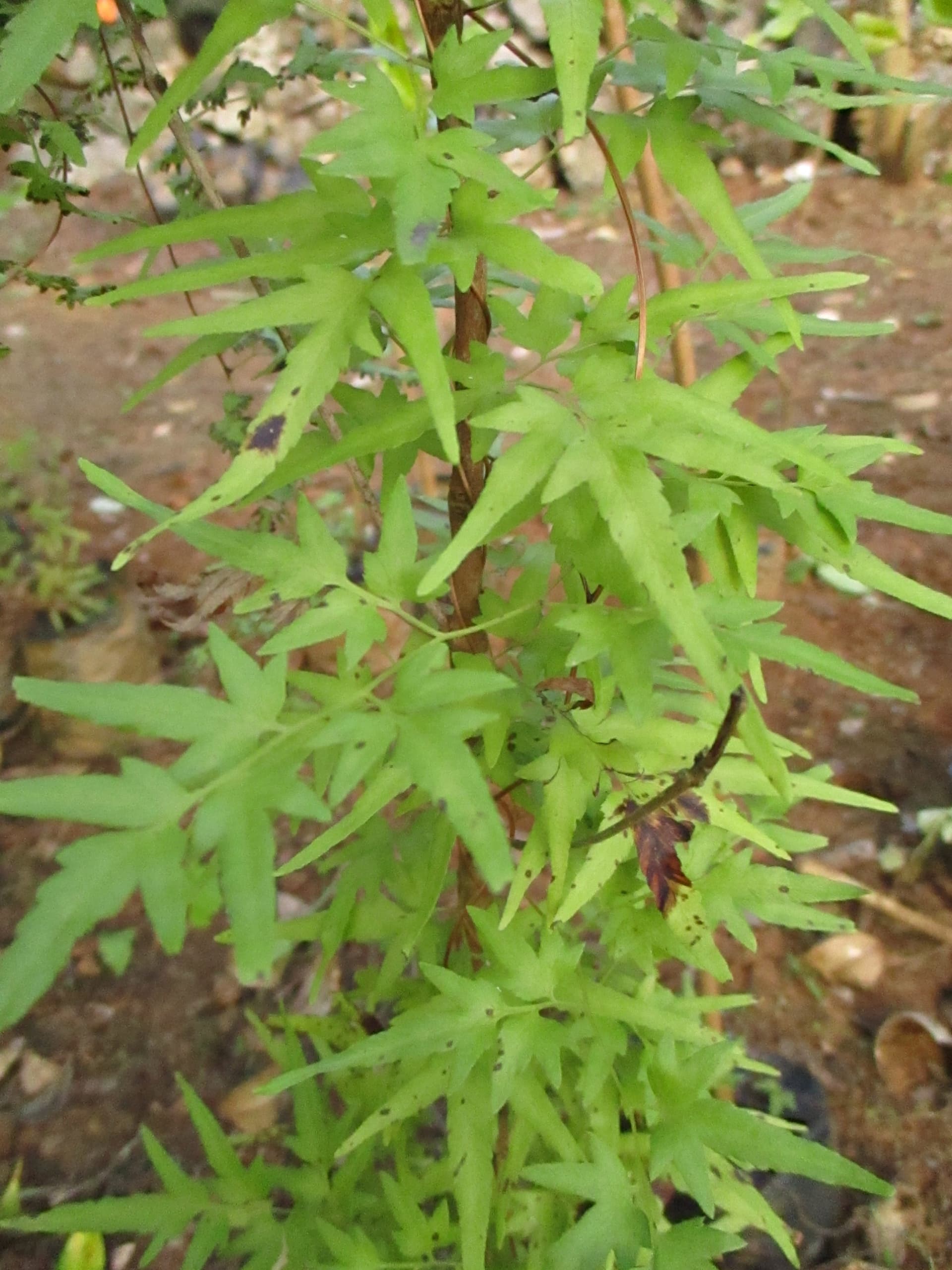 Climbing Fern (Lygodium japonicum) plant
