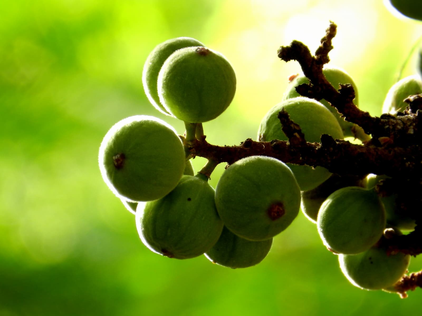 Cluster Fig Leaf (Ficus racemosa) plant