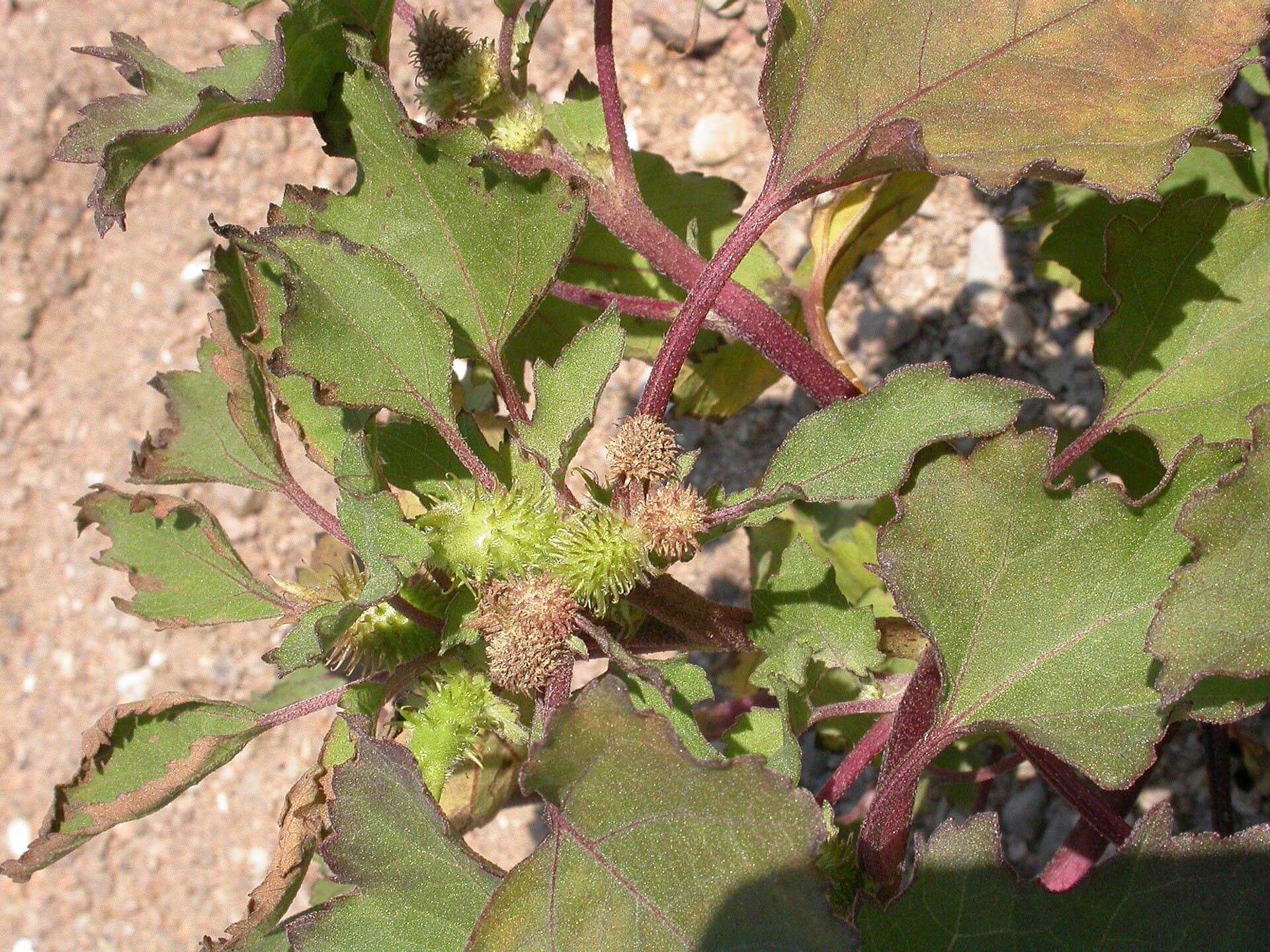 Cocklebur (Xanthium strumarium) plant