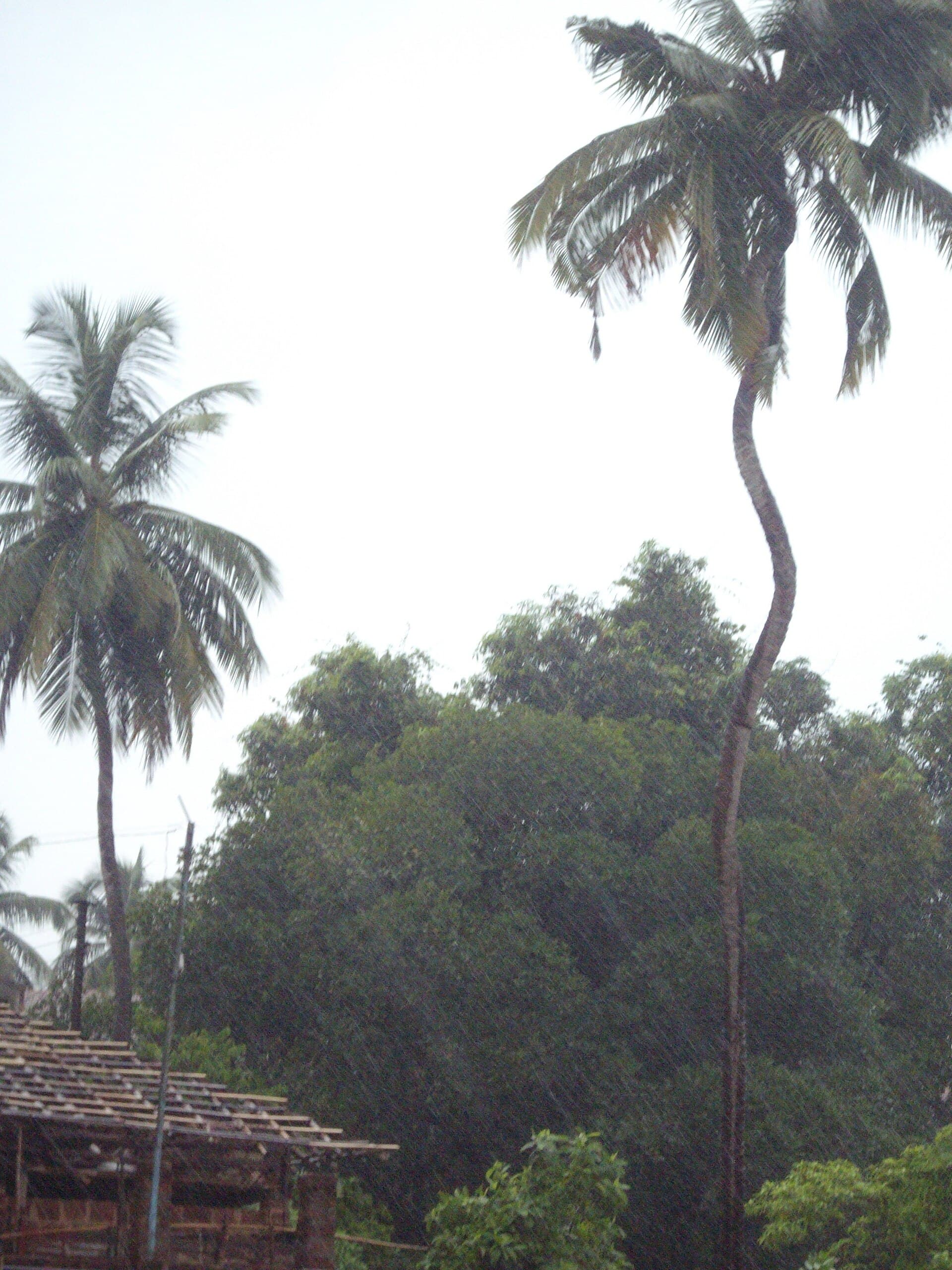 Coconut Powder (Cocos nucifera) plant