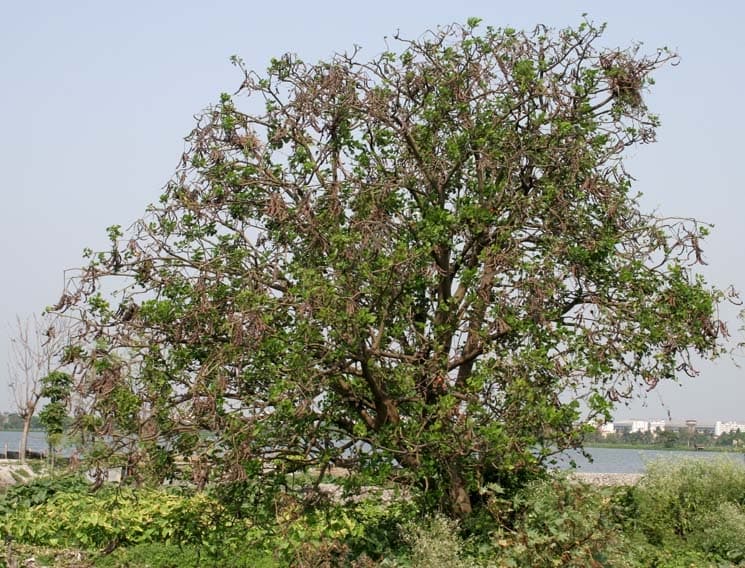 Coral Tree Leaf (Erythrina orientalis) plant