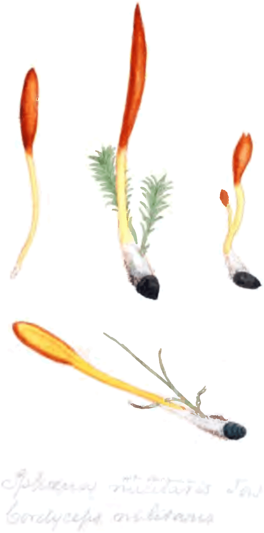 Cordyceps (Cordyceps militaris) plant