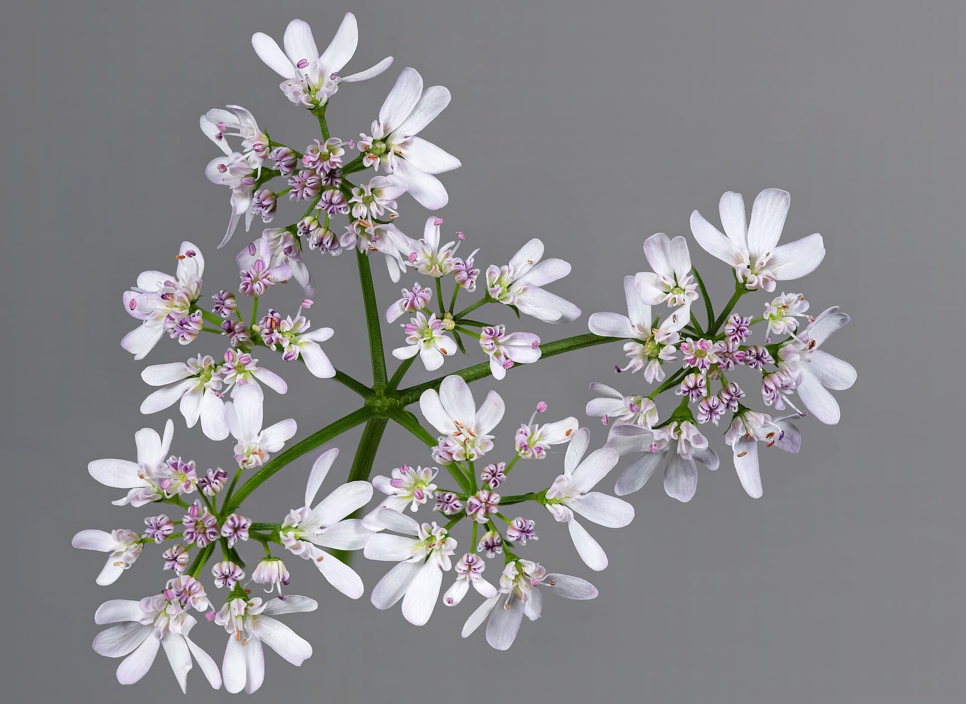 Coriander Seed (Coriandrum sativum) plant