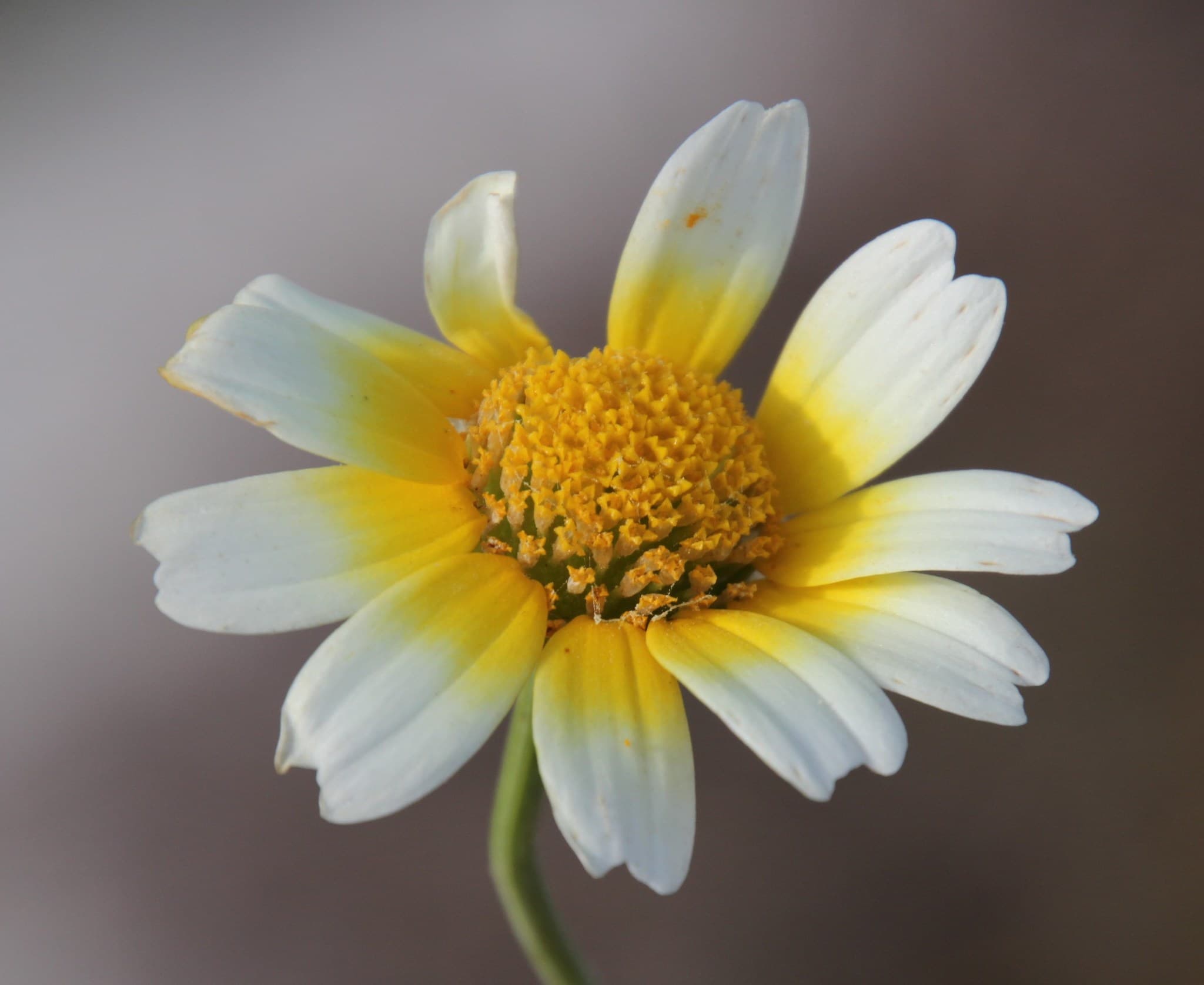 Crown Daisy (Glebionis coronaria) plant