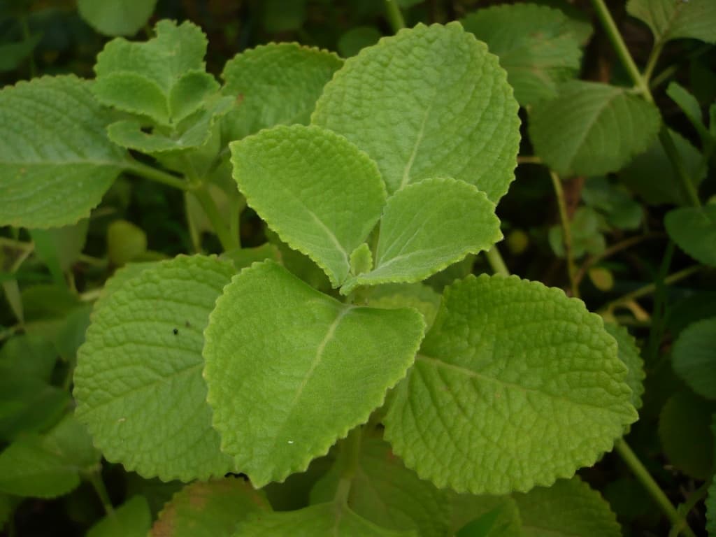 Cuban Oregano Powder (Plectranthus amboinicus) plant