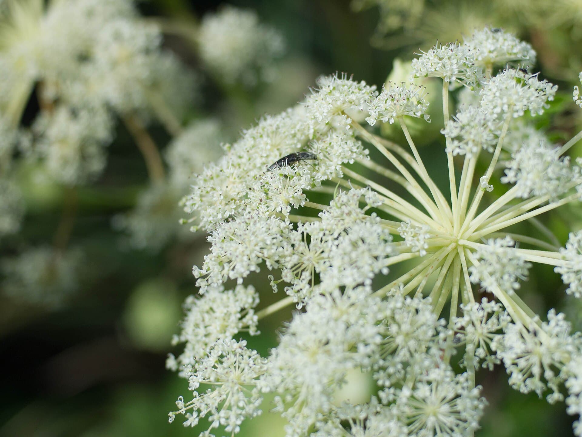 Dahurian Angelica (Angelica dahurica) plant