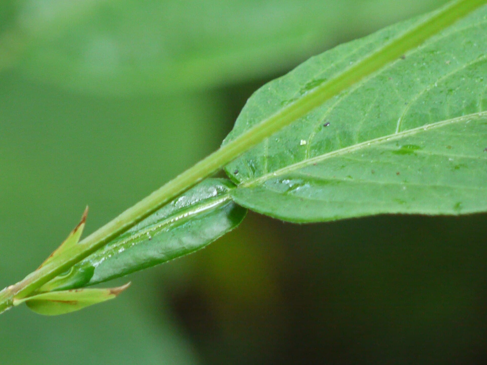 Tadehagi (Tadehagi triquetrum) plant
