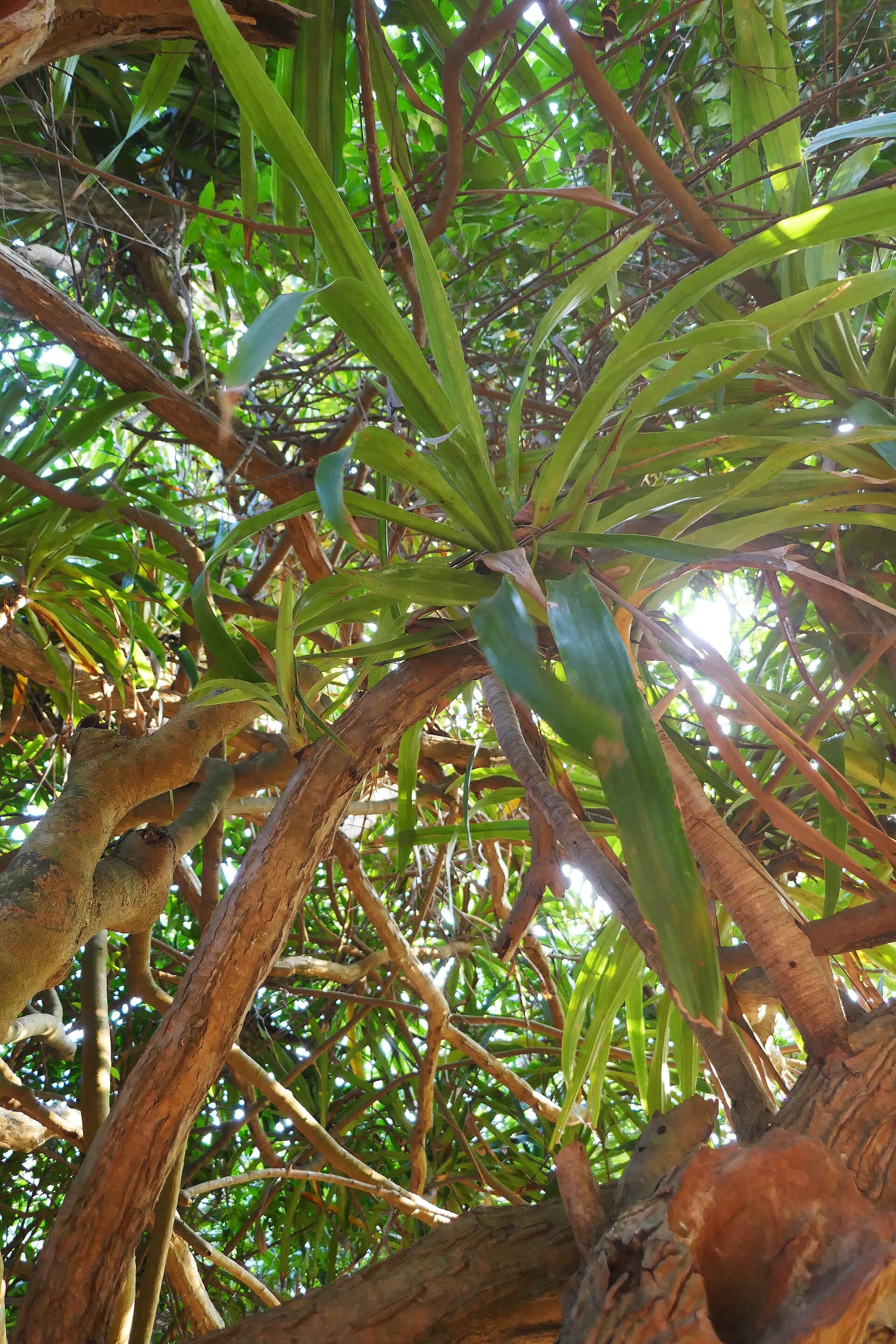 Dracaena Heartwood (Dracaena cambodiana) plant