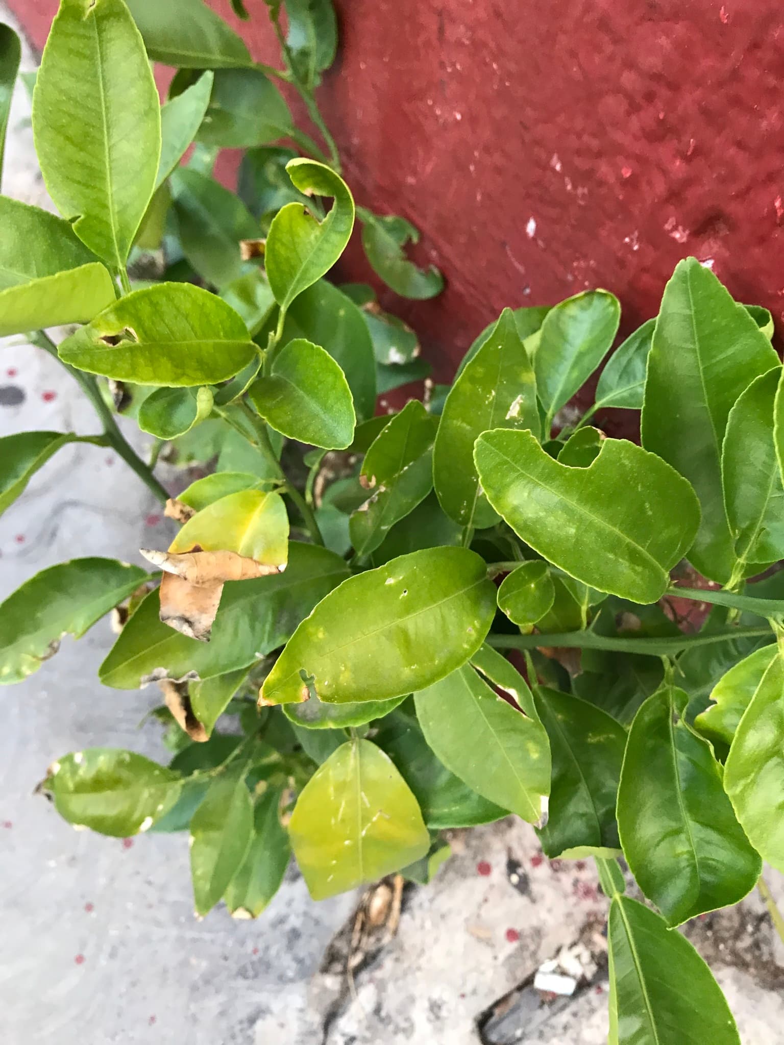 Dried Lime Peel (Citrus aurantiifolia) plant
