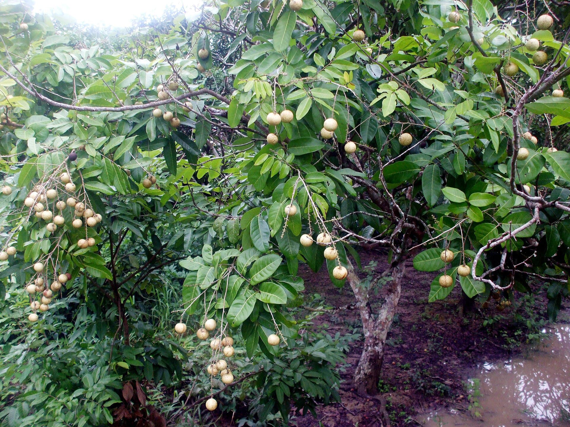 Dried Longan (Dimocarpus longan) plant