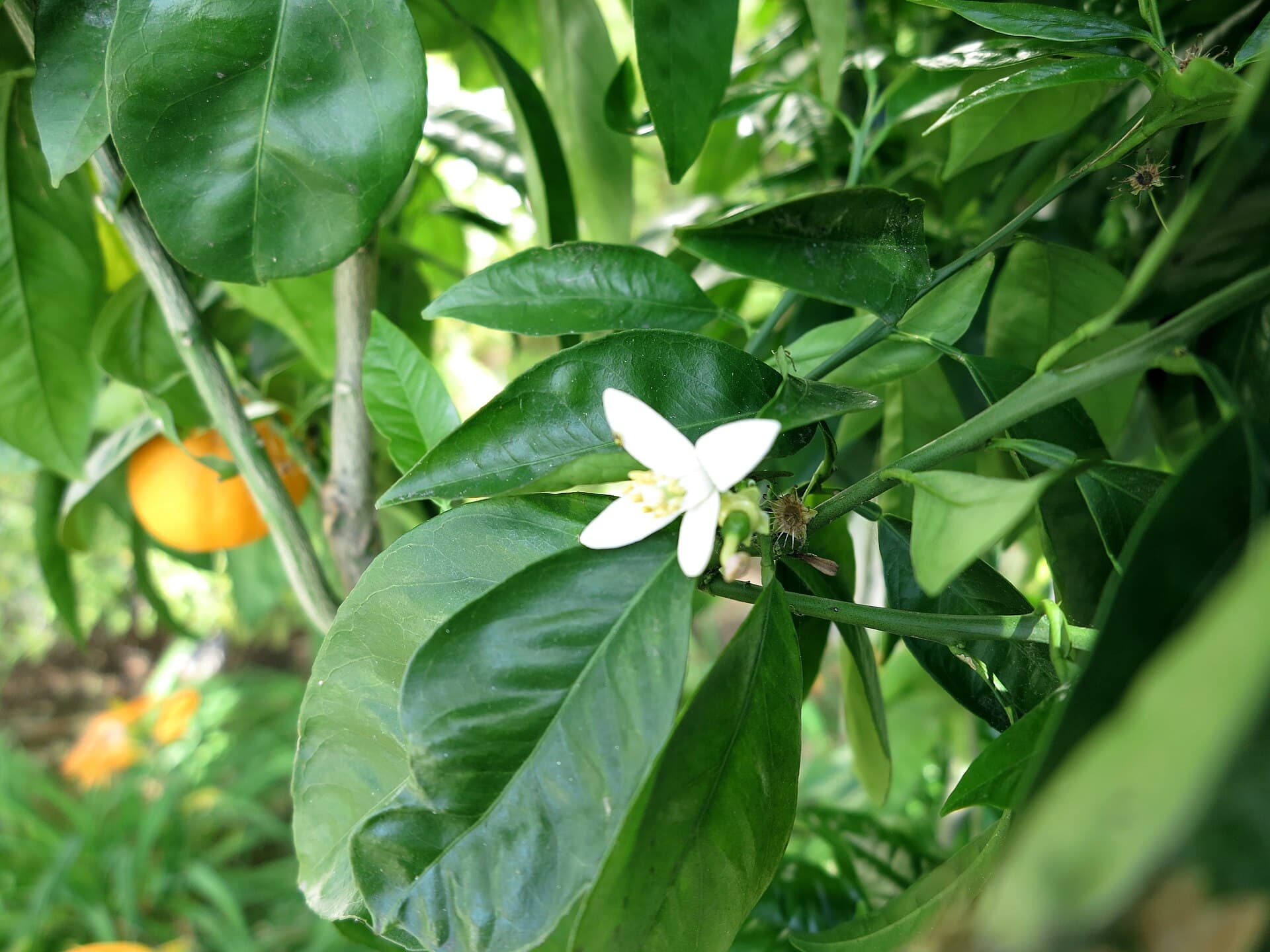 Dried Orange Peel (Citrus sinensis) plant