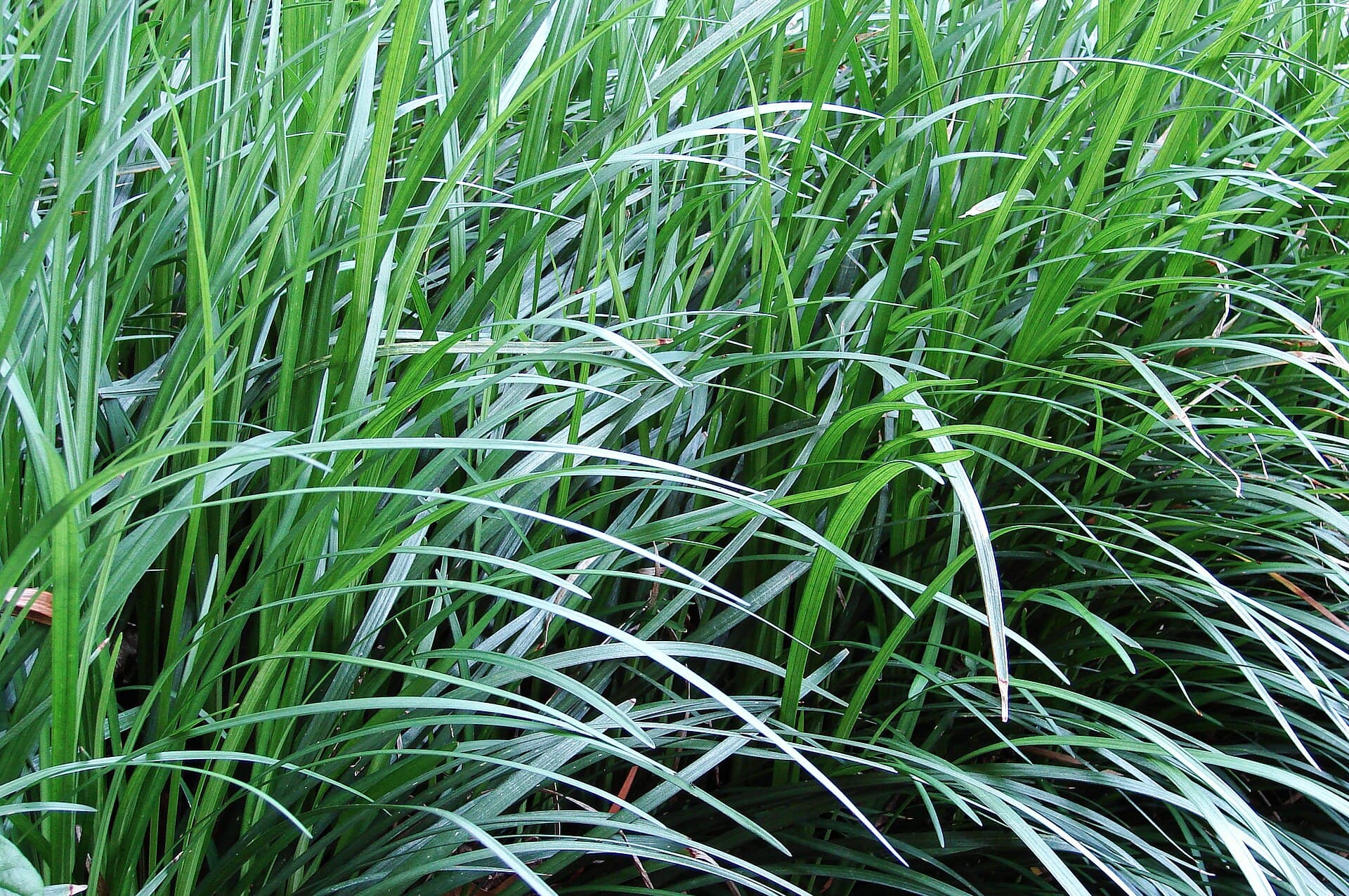 Dwarf Lilyturf (Ophiopogon japonicus) plant