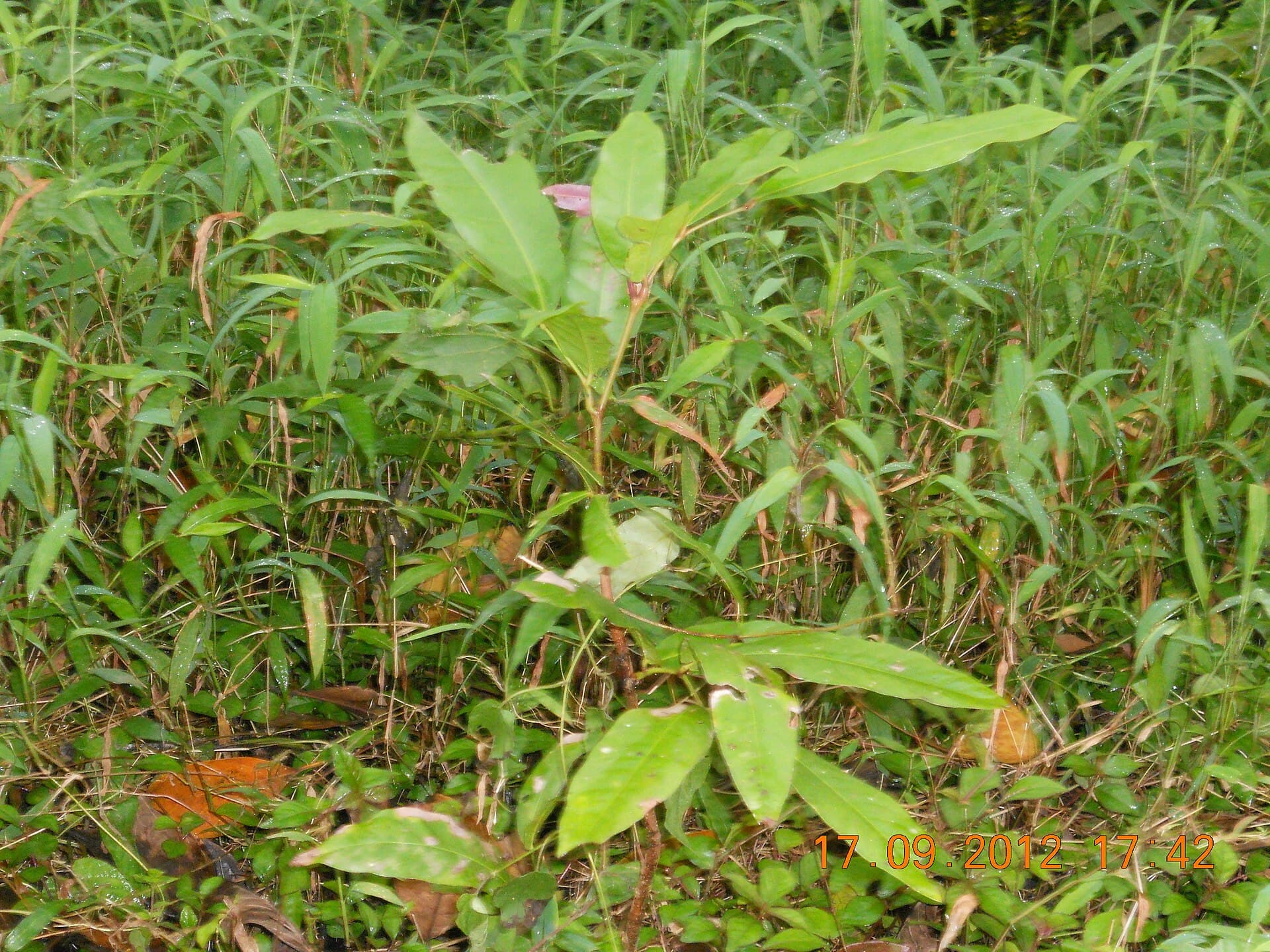 False Daisy (Eclipta prostrata) plant