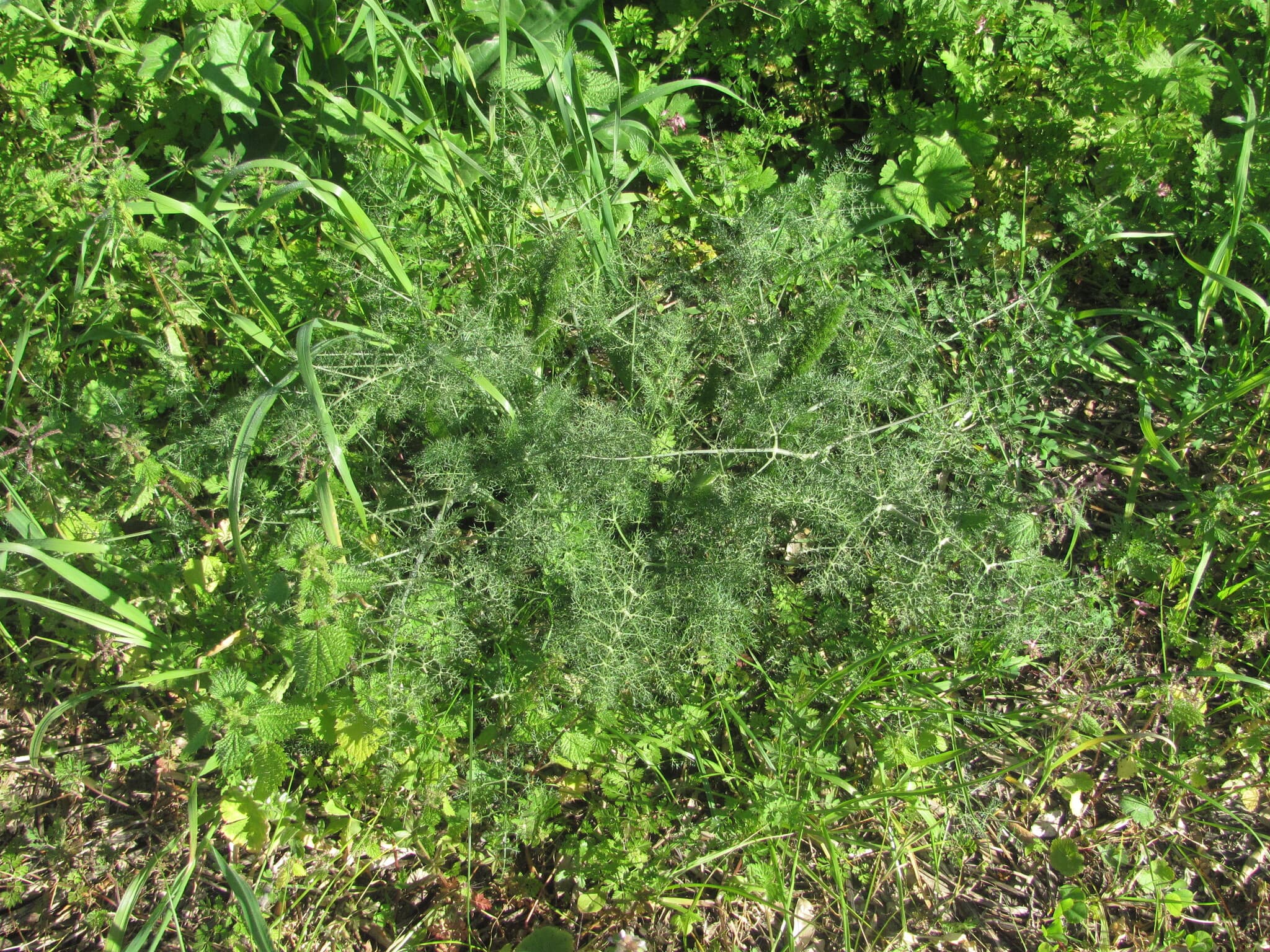Fennel Seed (Foeniculum vulgare) plant
