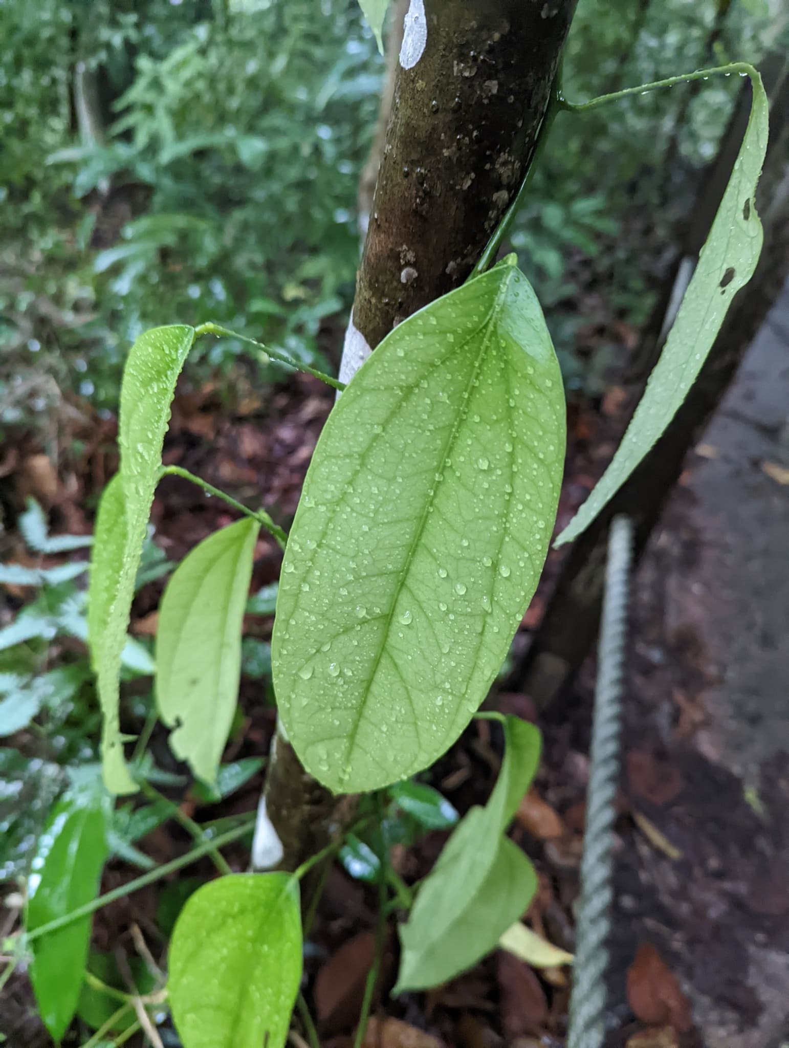 Fibraurea (Fibraurea tinctoria) plant