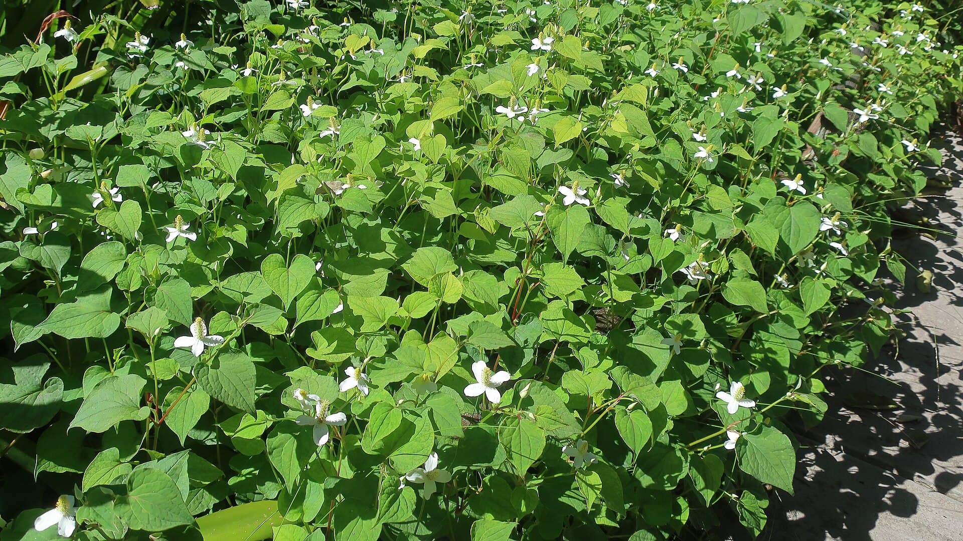 Fish Mint (Houttuynia cordata) plant